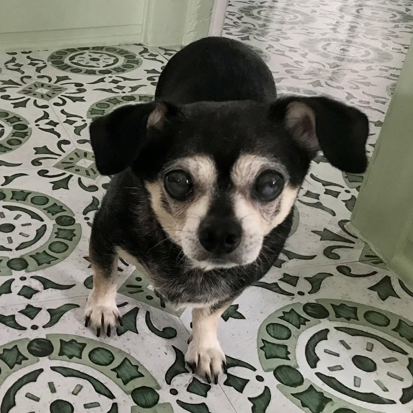 Enlarge Shadow, a Adoptable Chihuahua in Rockville, MD image 3/5