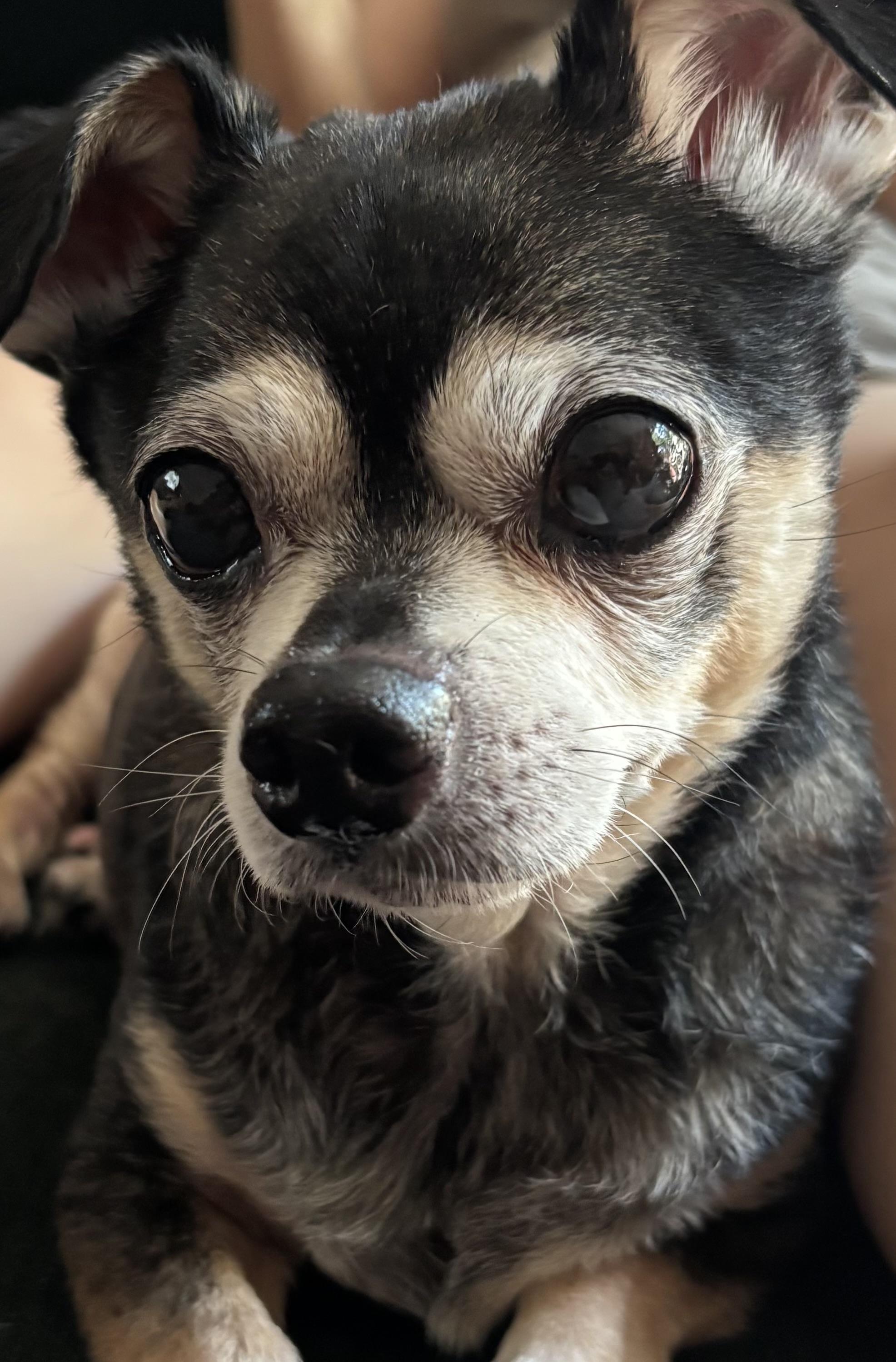 Enlarge Shadow, a Adoptable Chihuahua in Rockville, MD image 4/5
