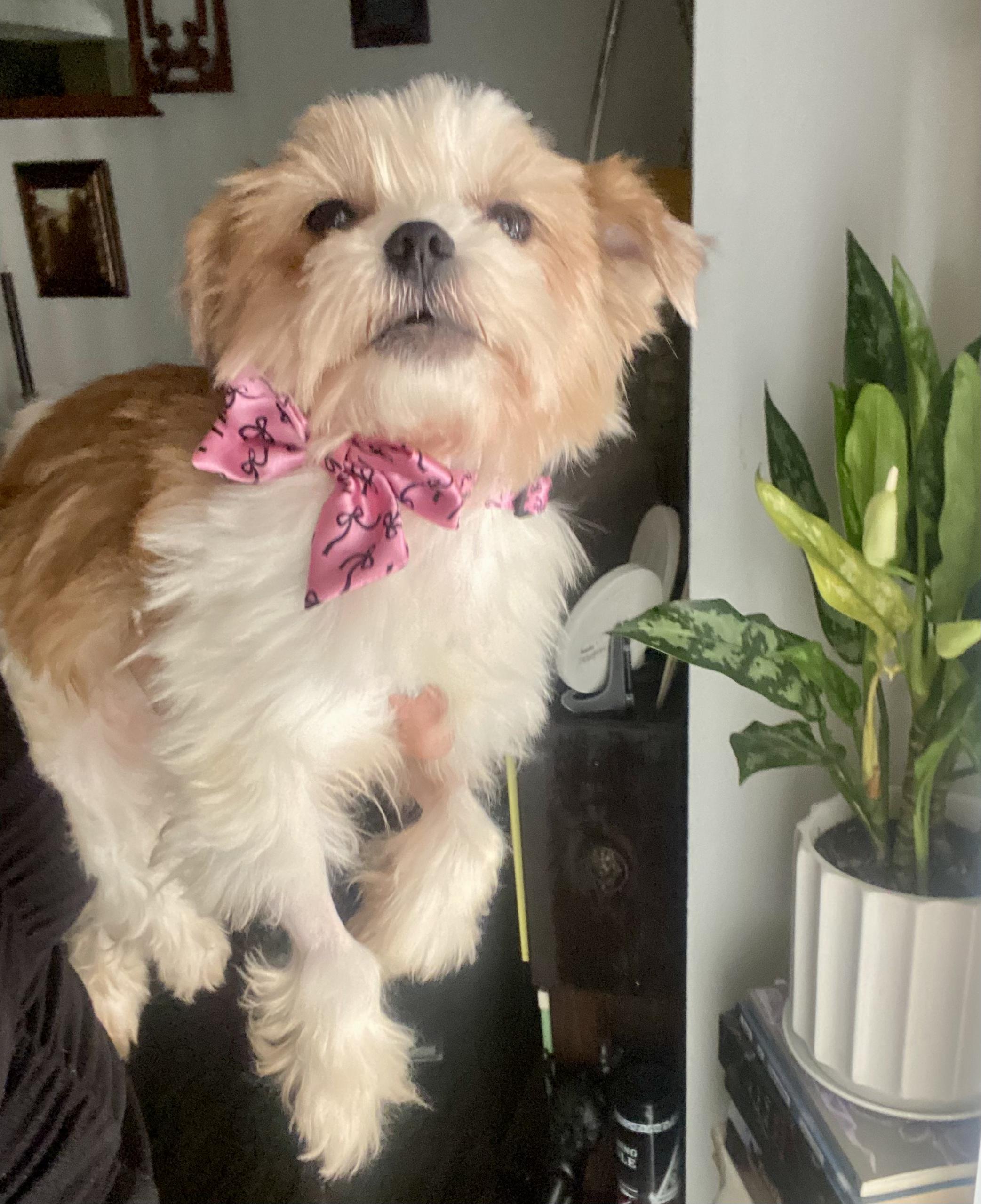 Bettie, Adult Female Shih Tzu