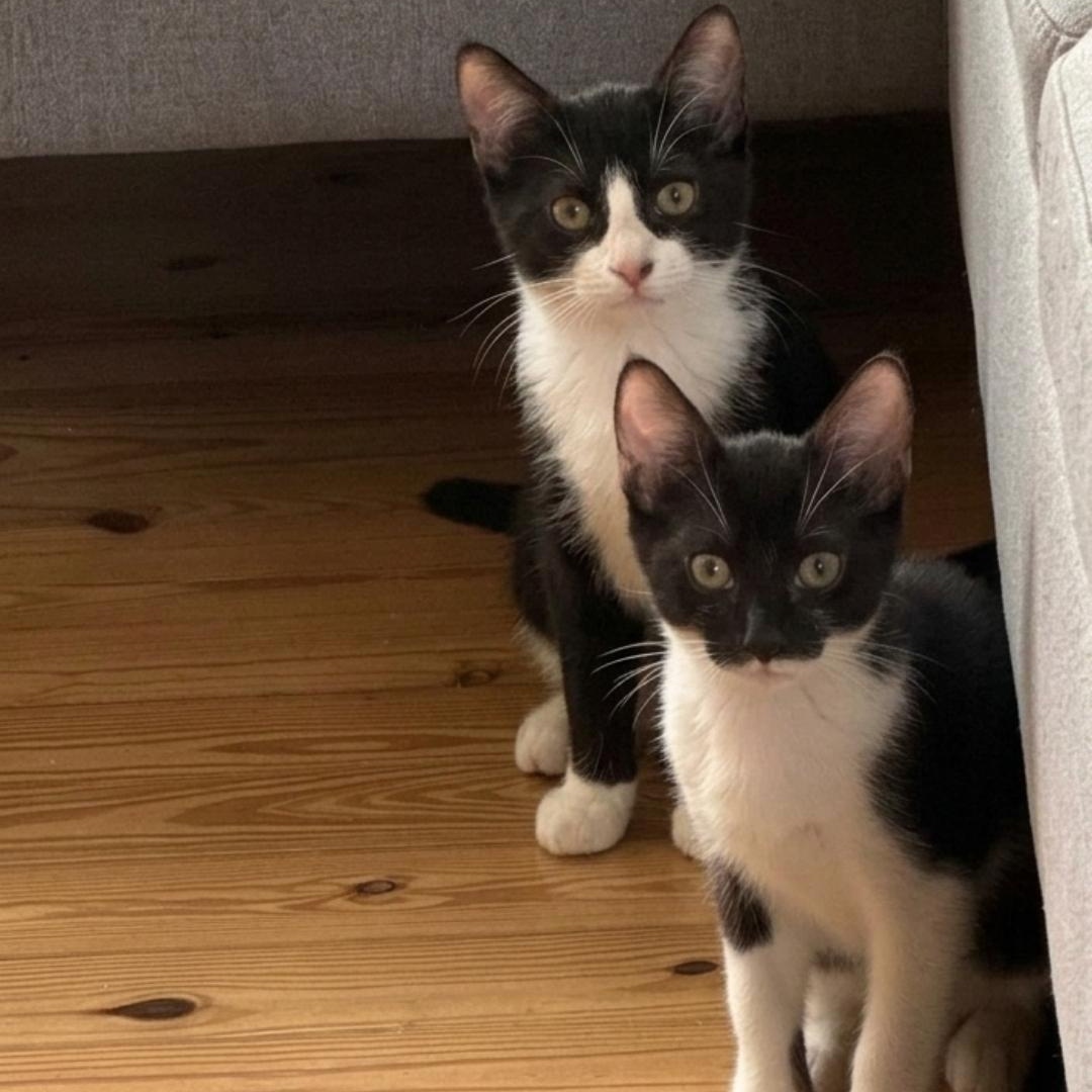 Enlarge Batman and Robin (bonded brothers), a Adopted Domestic Short Hair in West Palm Beach, FL image 6/6
