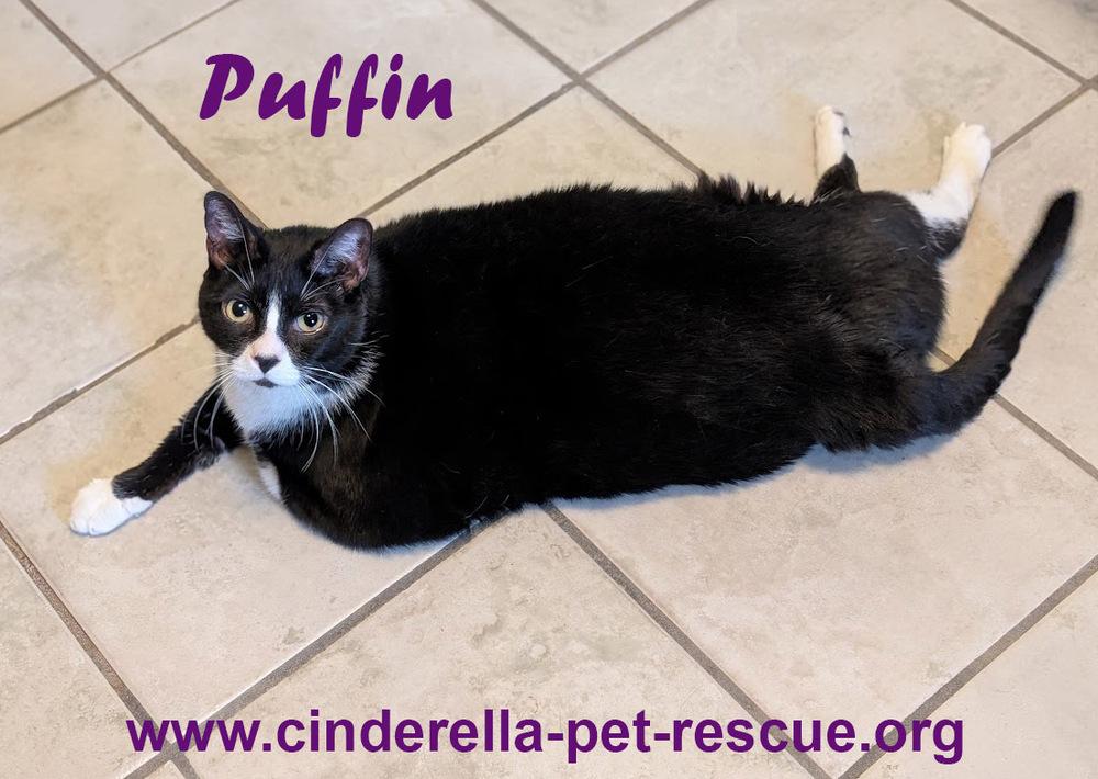 Puffin, Adoptable, Senior Female Domestic Short Hair.