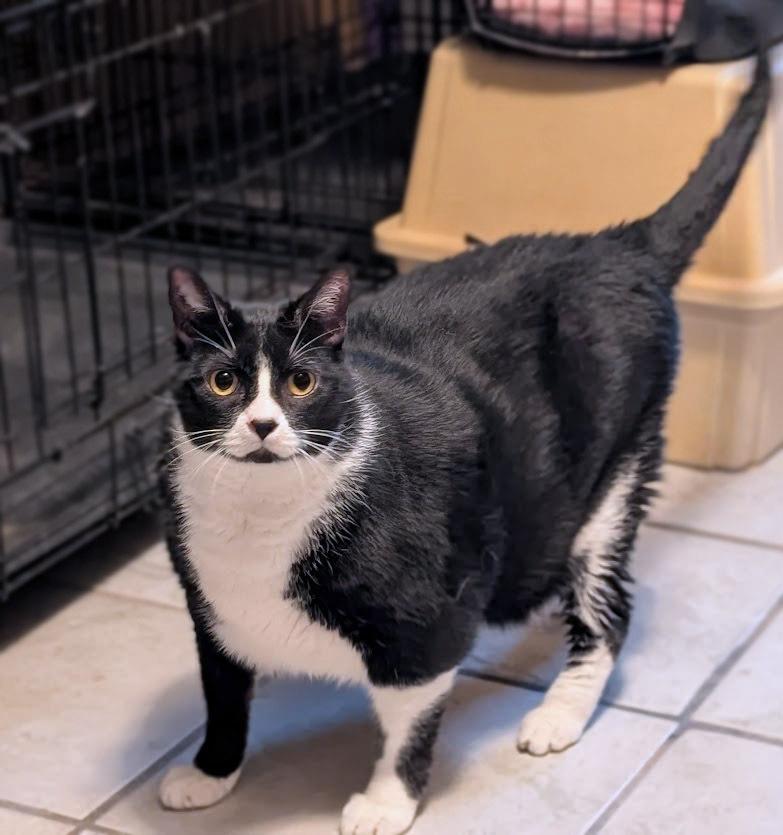 Enlarge Puffin, a Adoptable Domestic Short Hair in Mission, TX image 2/2