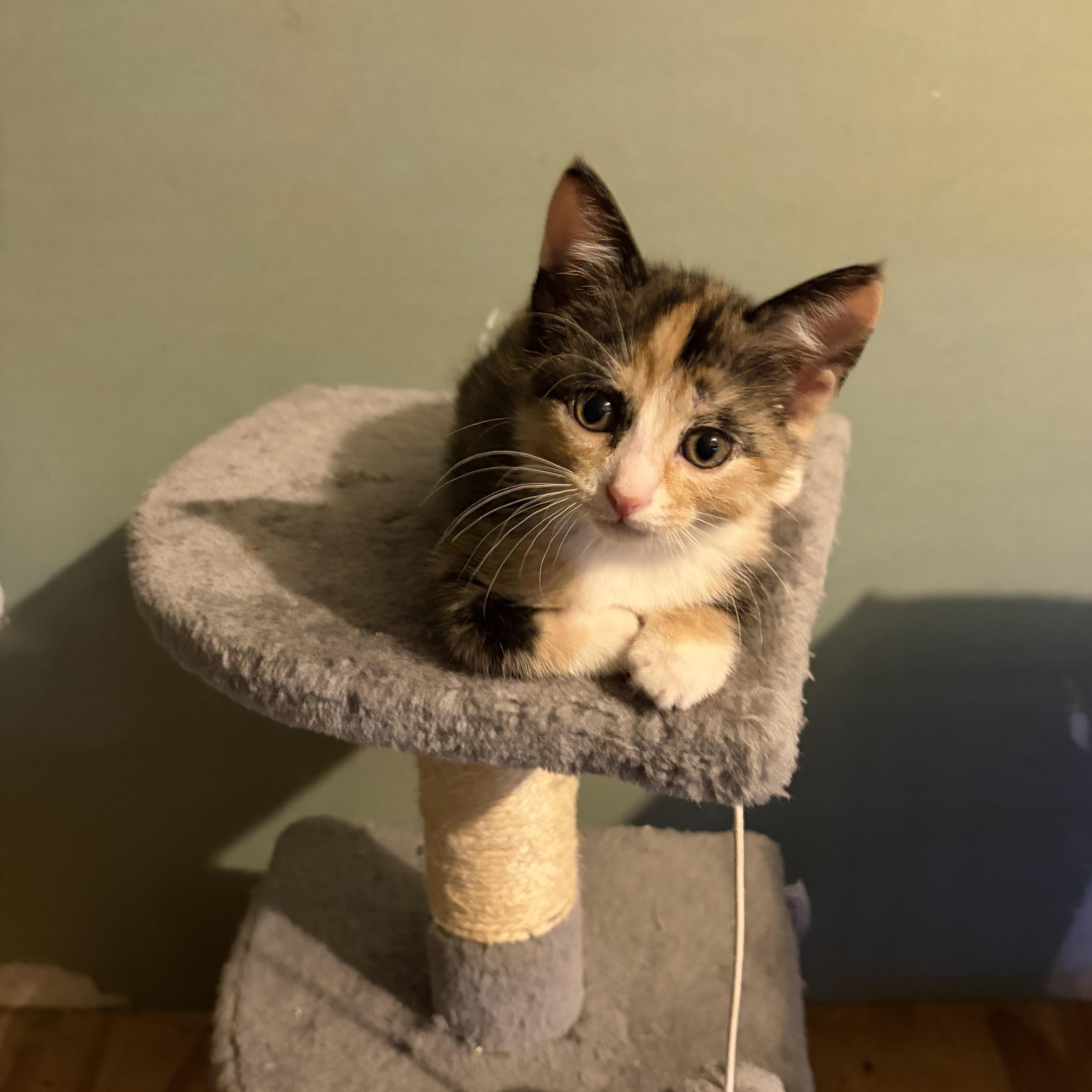 Enlarge BETTIE, a Adoptable Domestic Short Hair in East Greenwich, RI image 1/6