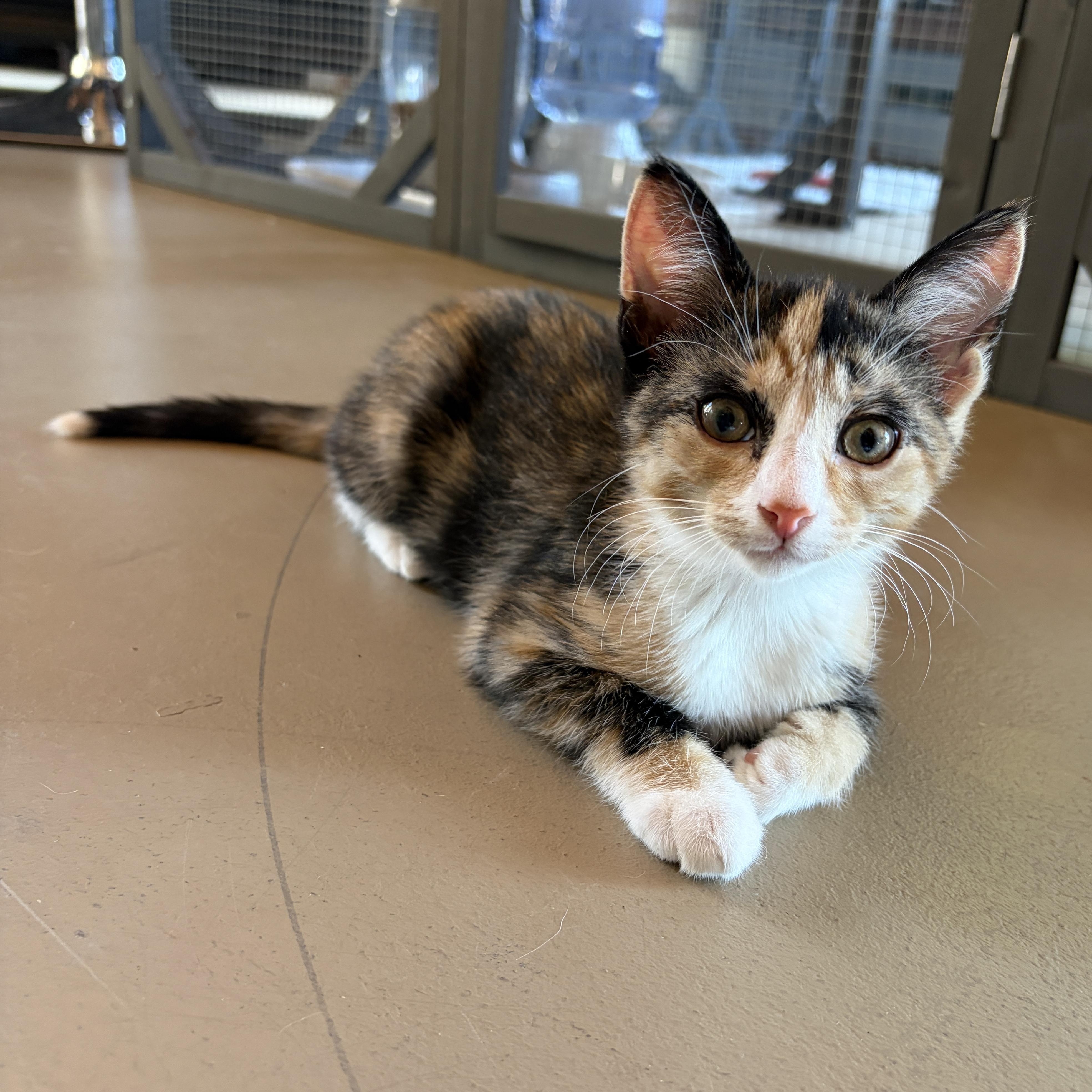 Enlarge BETTIE, a Adoptable Domestic Short Hair in East Greenwich, RI image 2/6