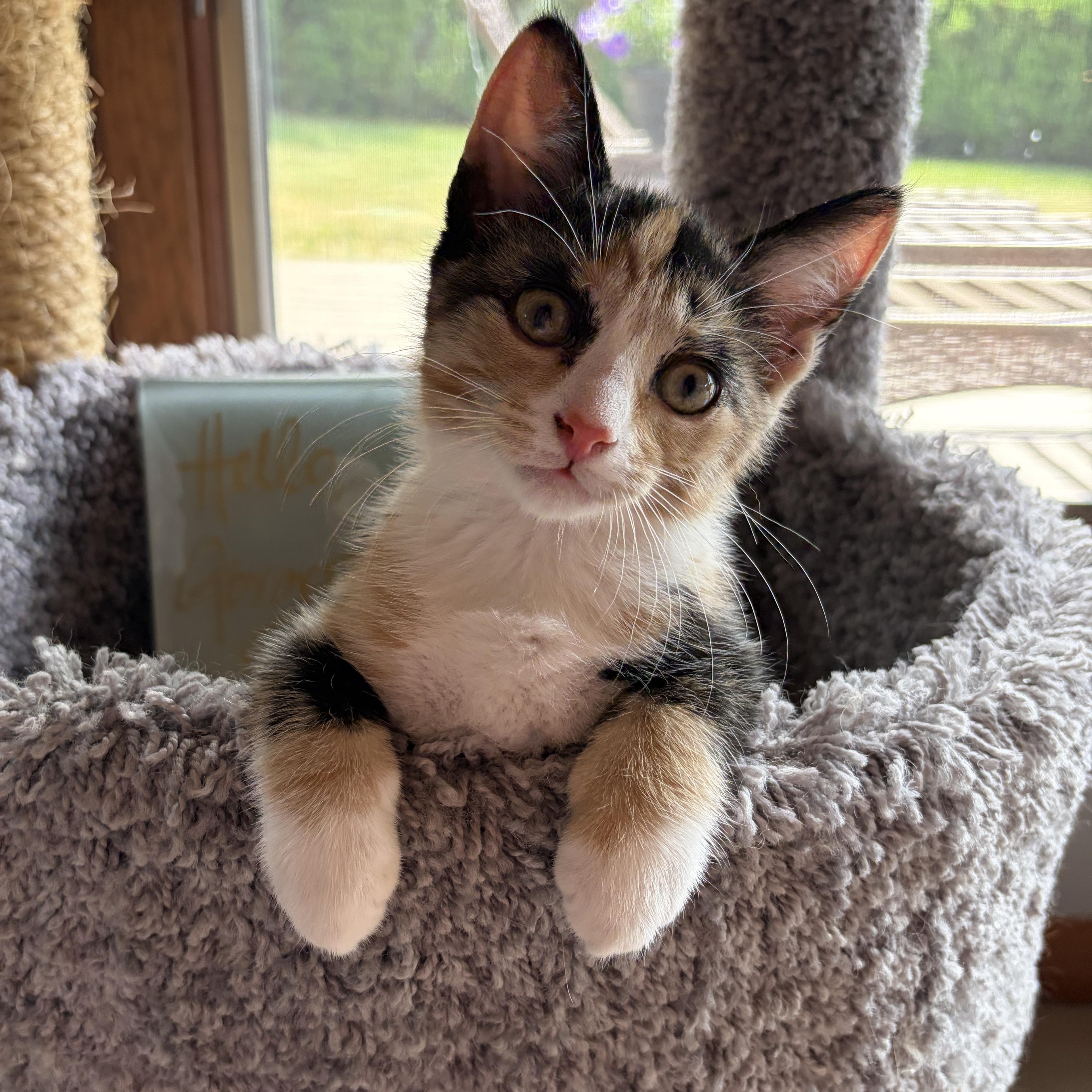 Enlarge BETTIE, a Adoptable Domestic Short Hair in East Greenwich, RI image 3/6