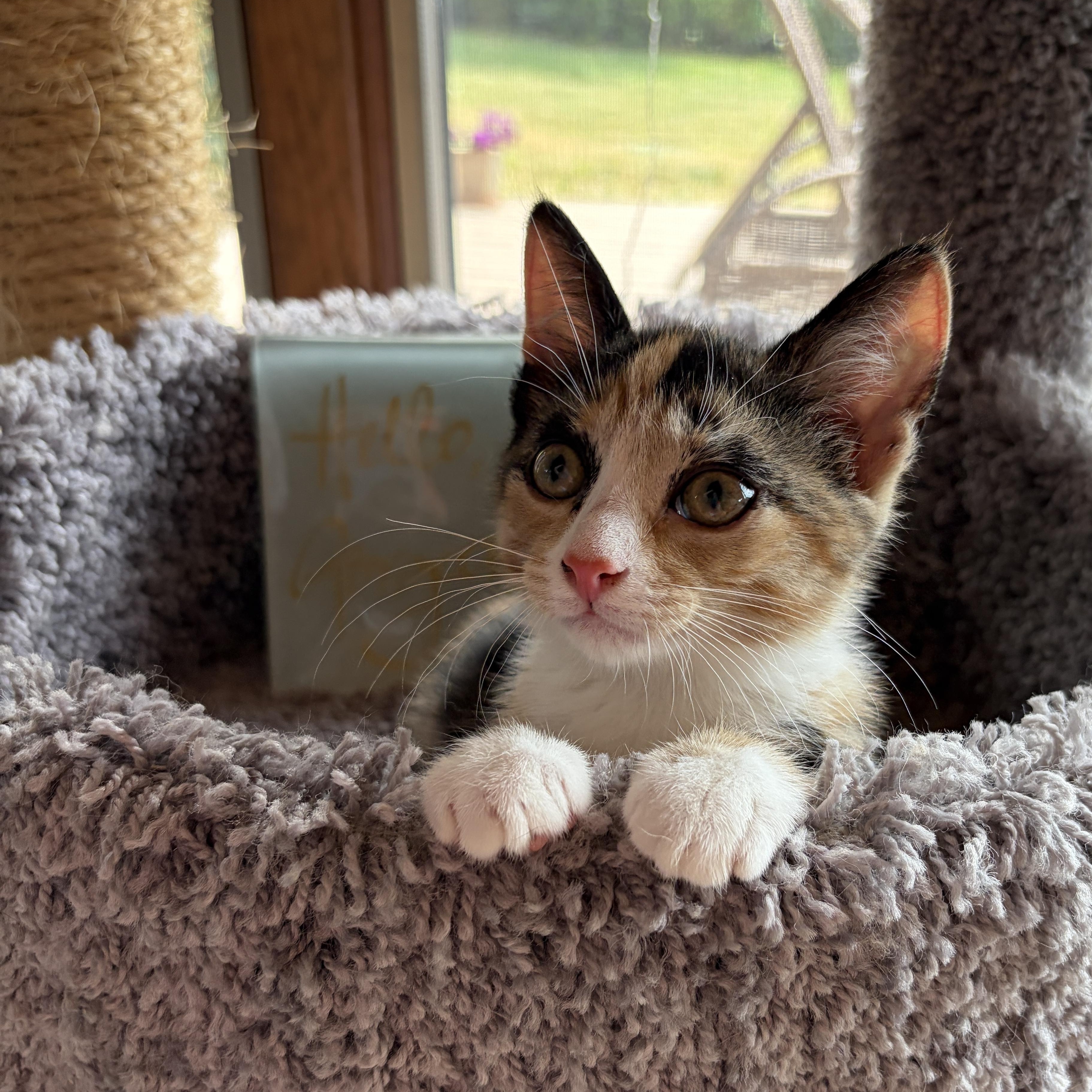 Enlarge BETTIE, a Adoptable Domestic Short Hair in East Greenwich, RI image 4/6