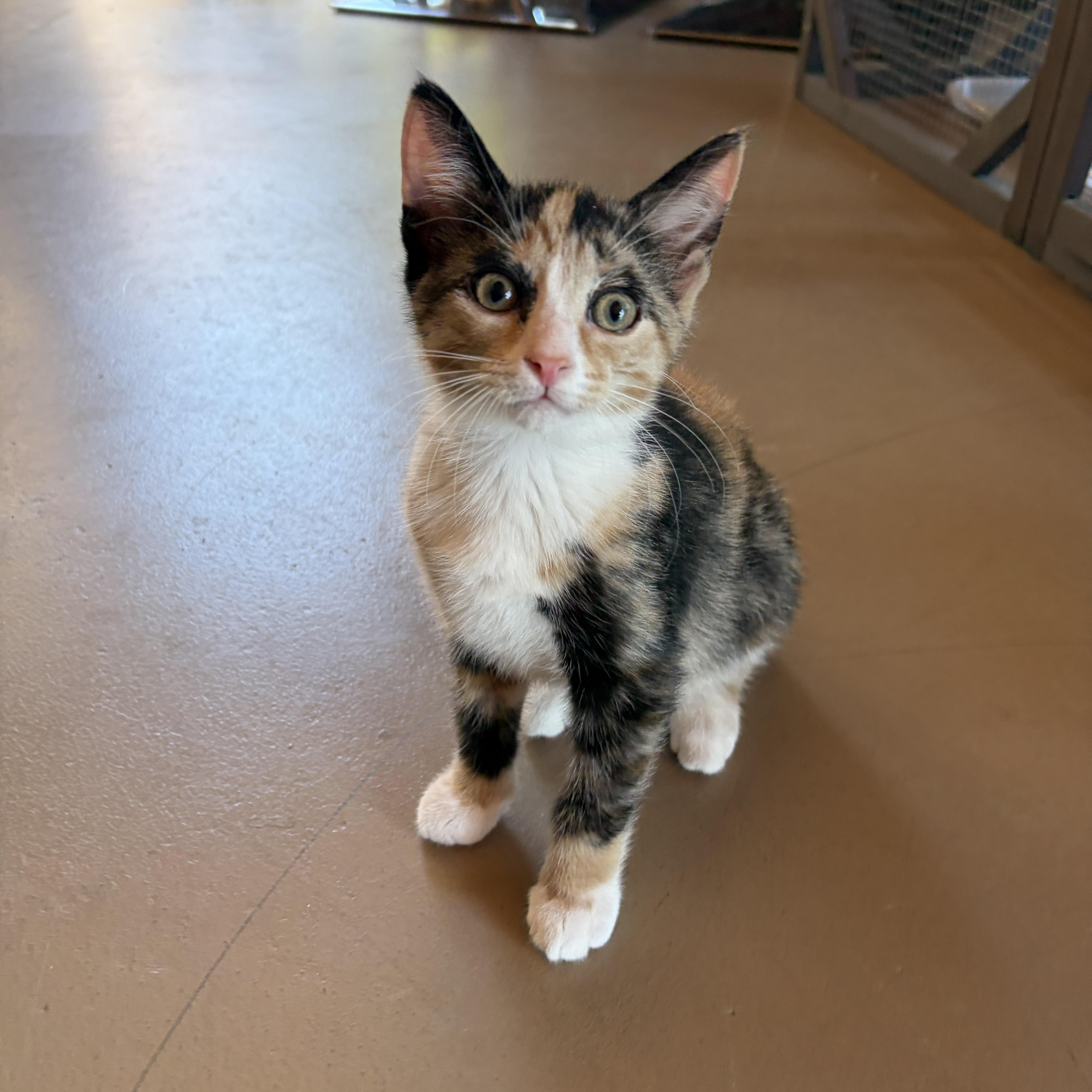 Enlarge BETTIE, a Adoptable Domestic Short Hair in East Greenwich, RI image 5/6