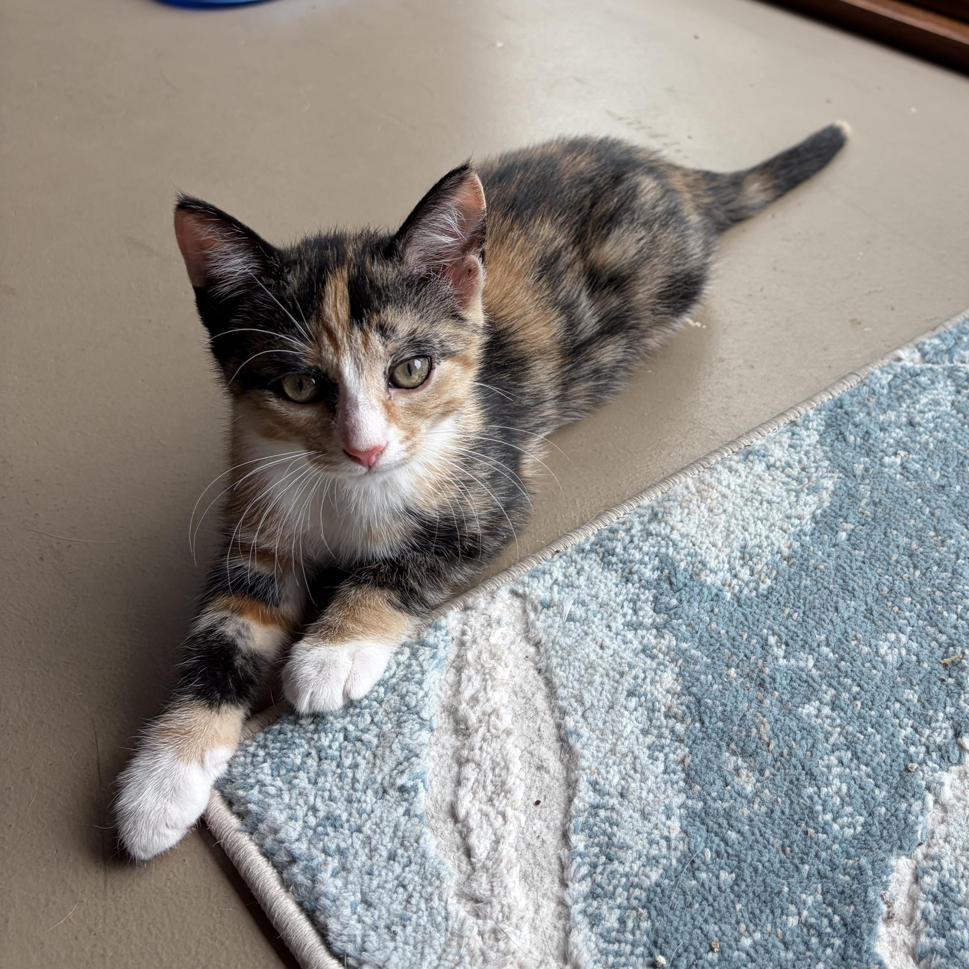 Enlarge BETTIE, a Adoptable Domestic Short Hair in East Greenwich, RI image 6/6