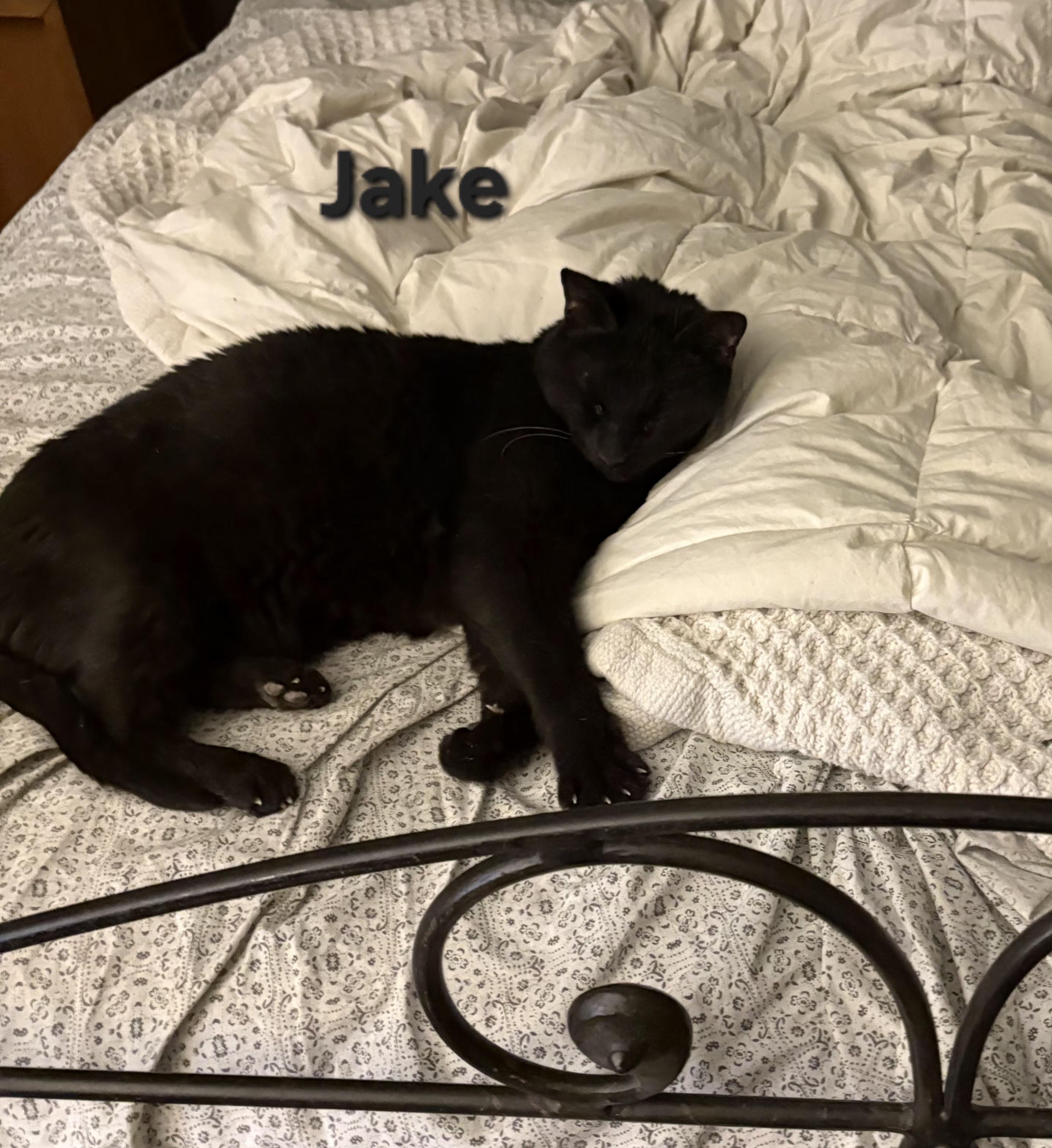 Enlarge Jake, a ADOPTABLE Domestic Short Hair in Temple, PA image 1/2