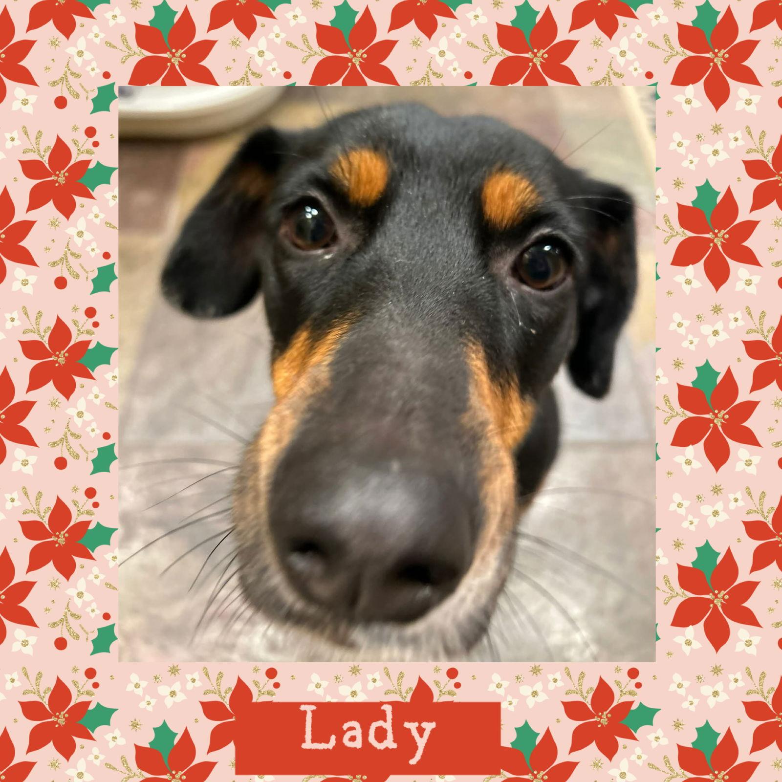 Enlarge Lady, a Adoptable mixed breed in Littleton, CO image 1/3