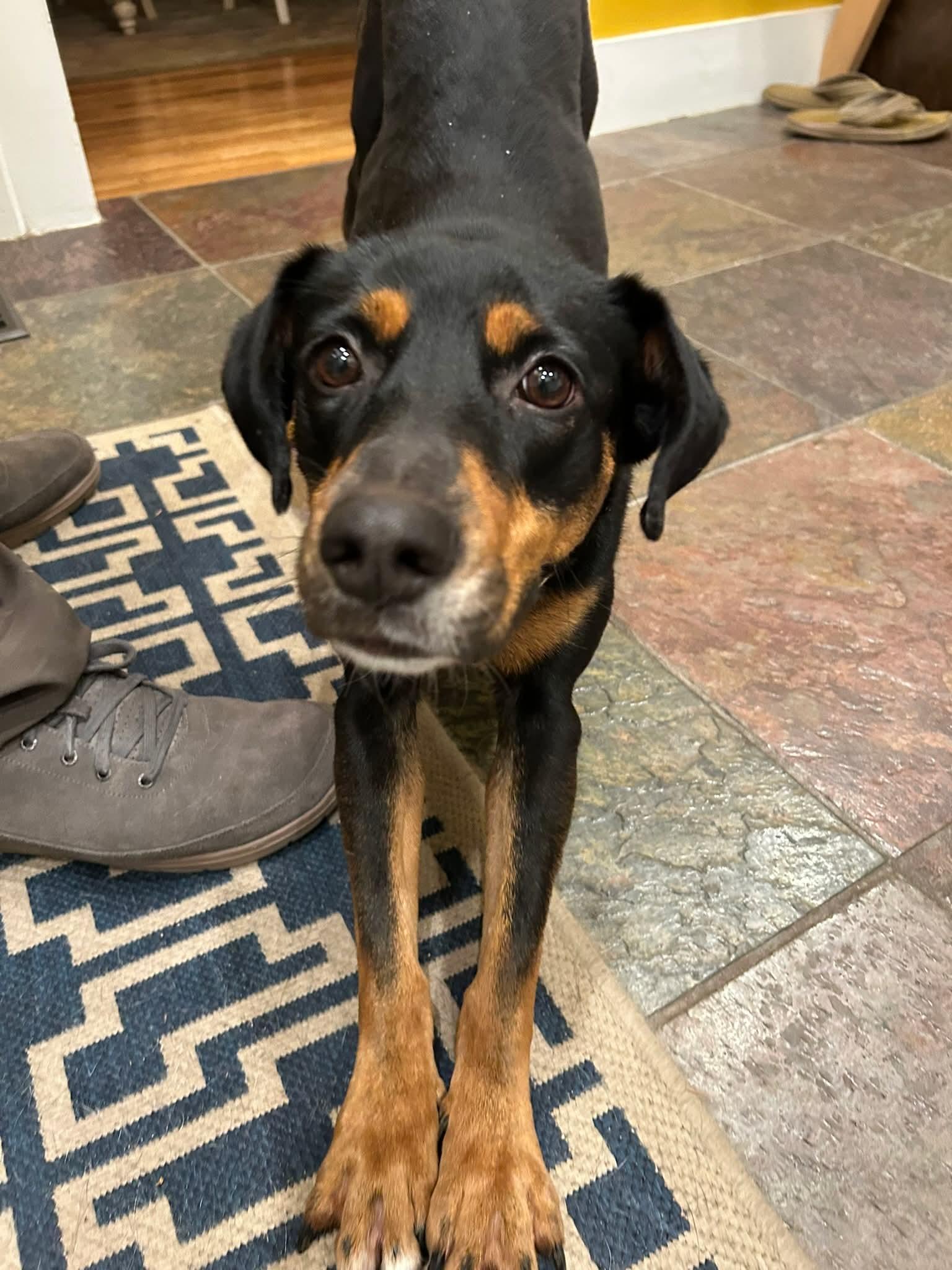 Enlarge Lady, a Adoptable mixed breed in Littleton, CO image 2/3