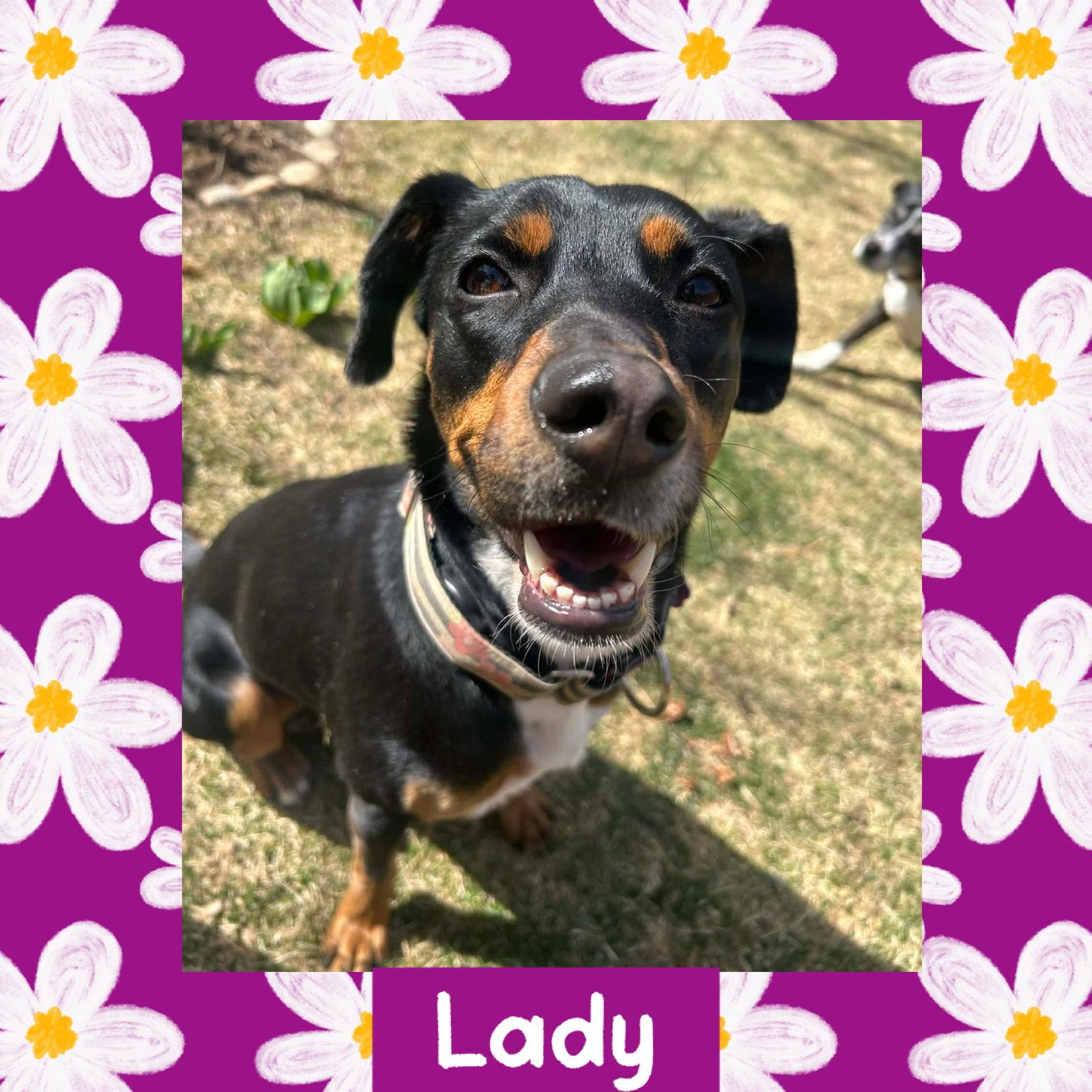 Enlarge Lady, a Adoptable mixed breed in Littleton, CO image 2/3