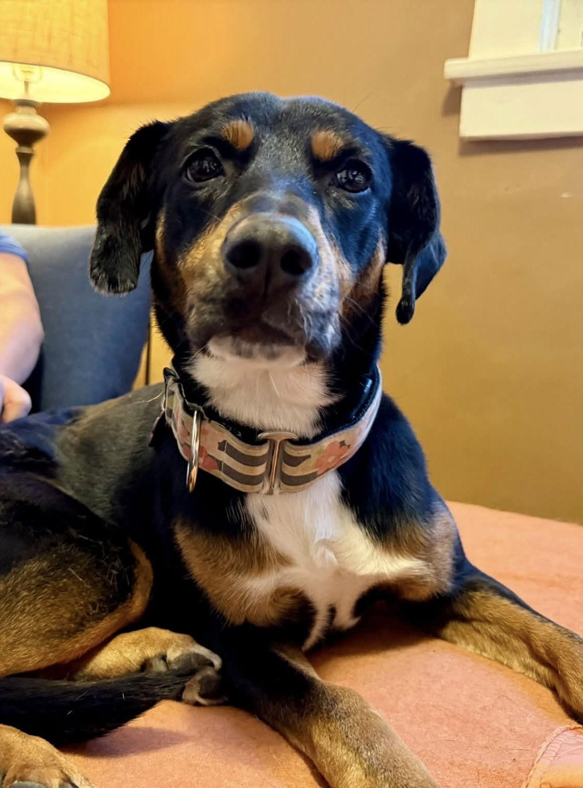 Enlarge Lady, a Adoptable mixed breed in Littleton, CO image 3/3