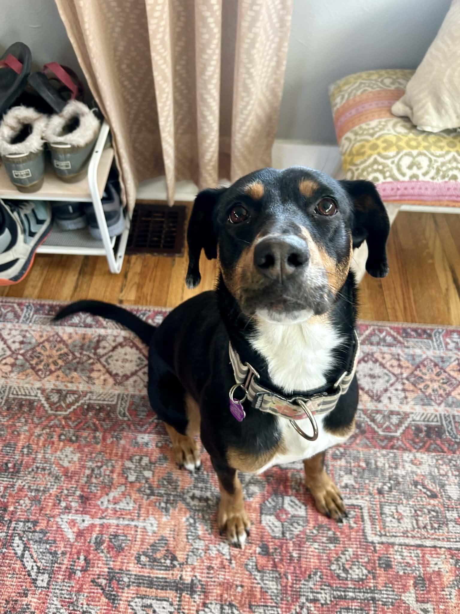 Enlarge Lady, a Adoptable mixed breed in Littleton, CO image 3/3