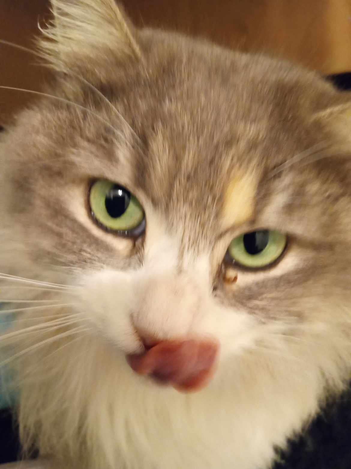 Fuzzy (and Coal), a Adoptable Nebelung in North Myrtle Beach, SC image 2/4