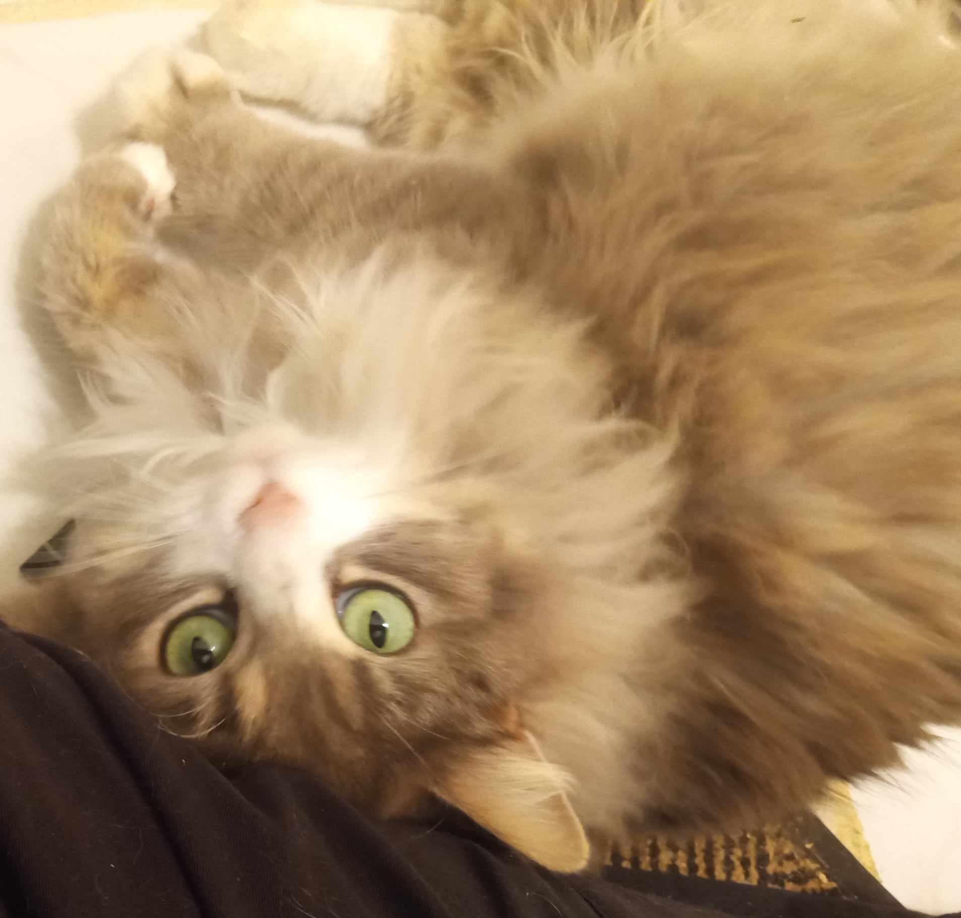 Fuzzy (and Coal), a Adoptable Nebelung in North Myrtle Beach, SC image 1/4