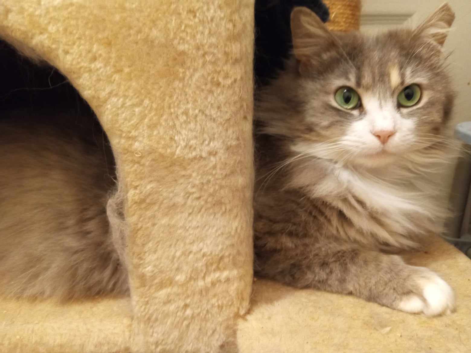 Fuzzy (and Coal), a Adoptable Nebelung in North Myrtle Beach, SC image 4/4