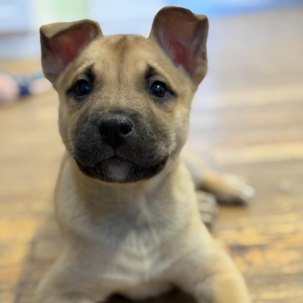 Jeremiah, adopted, Puppy Male Siberian Husky & Pit Bull Terrier.