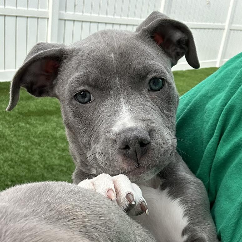 Hoagie, Adopted, Puppy Female American Staffordshire Terrier.
