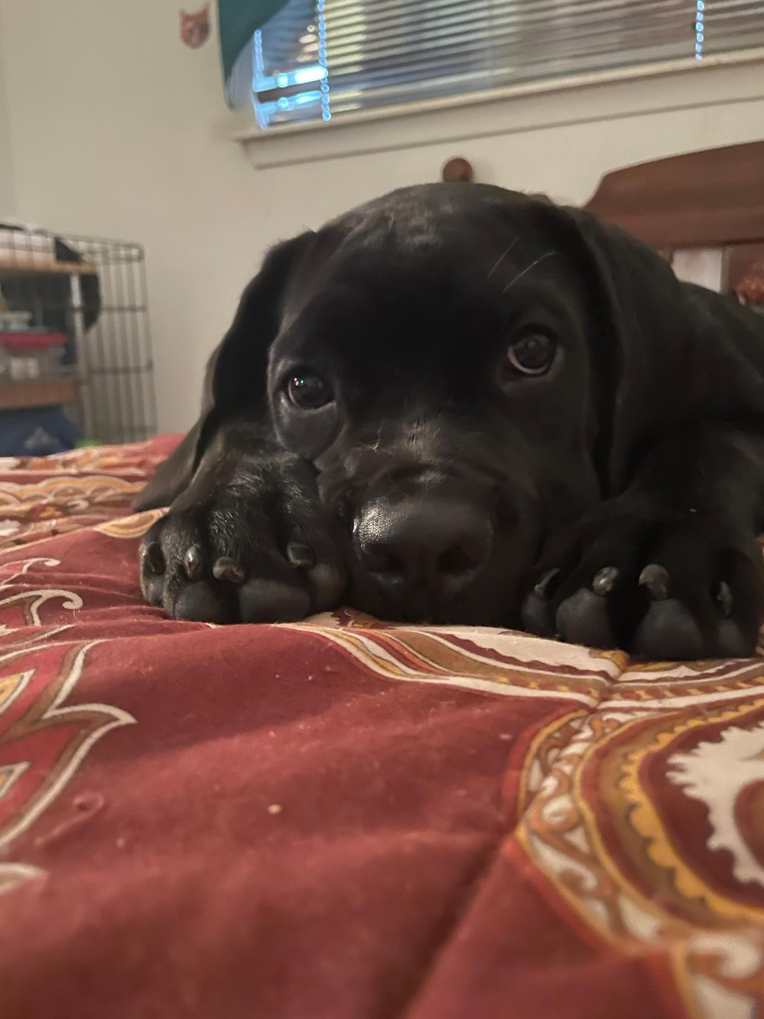 Enlarge King, a Adoptable Mastiff in Austin, TX image 5/6