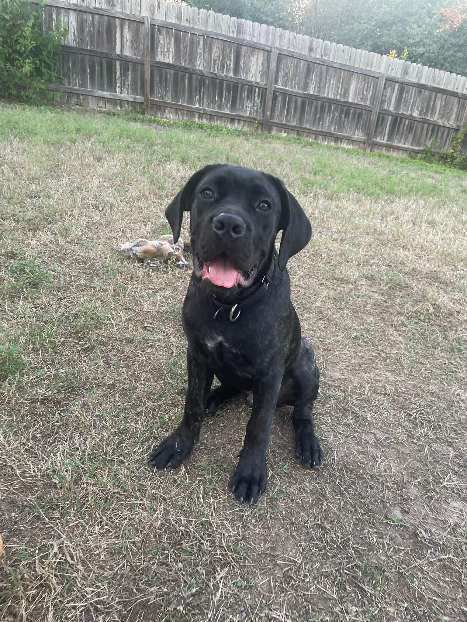 Enlarge King, a Adoptable Mastiff in Austin, TX image 4/6