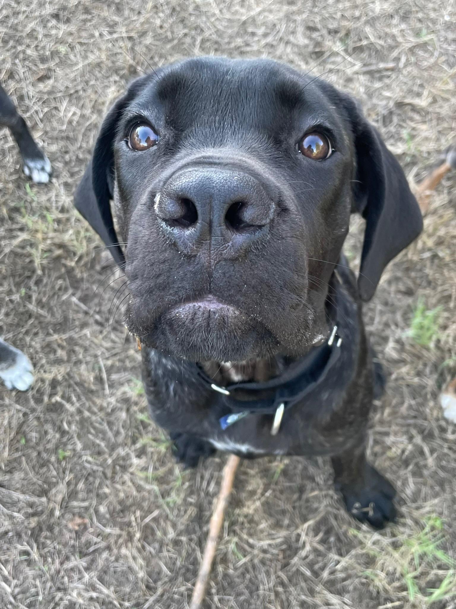 Enlarge King, a Adoptable Mastiff in Austin, TX image 3/6