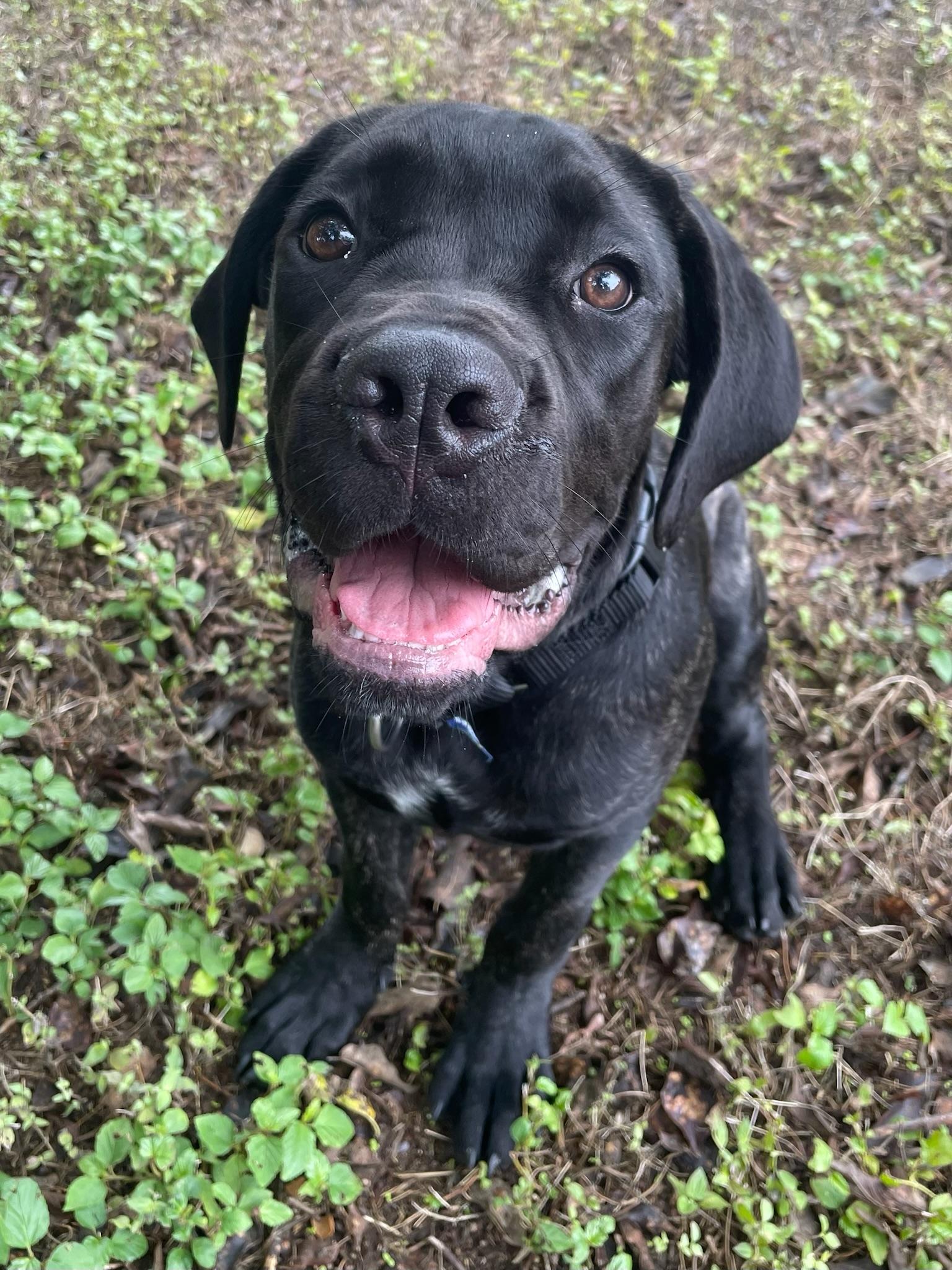 King, Adoptable, Young Male Mastiff.