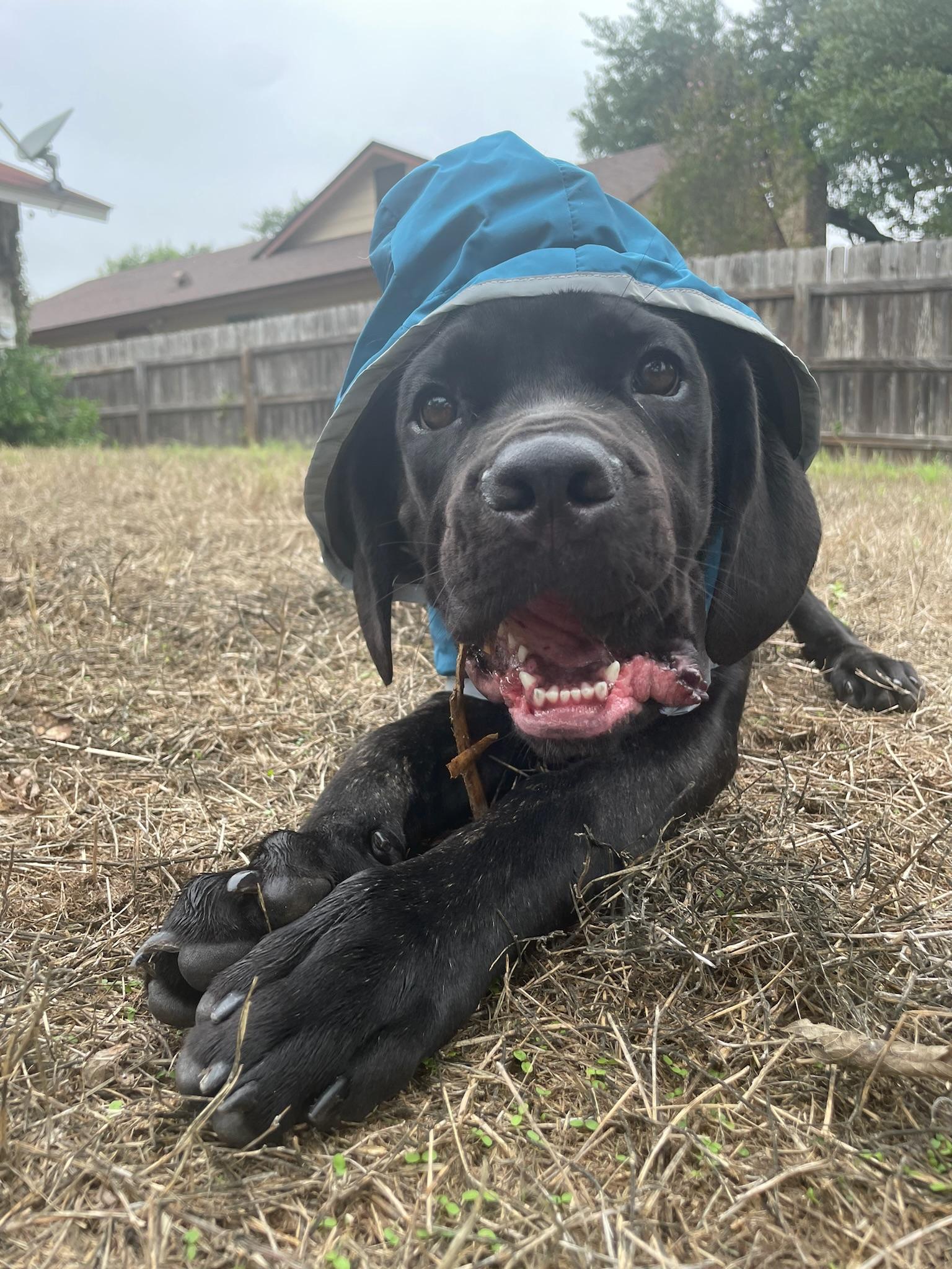 Enlarge King, a Adoptable Mastiff in Austin, TX image 2/6