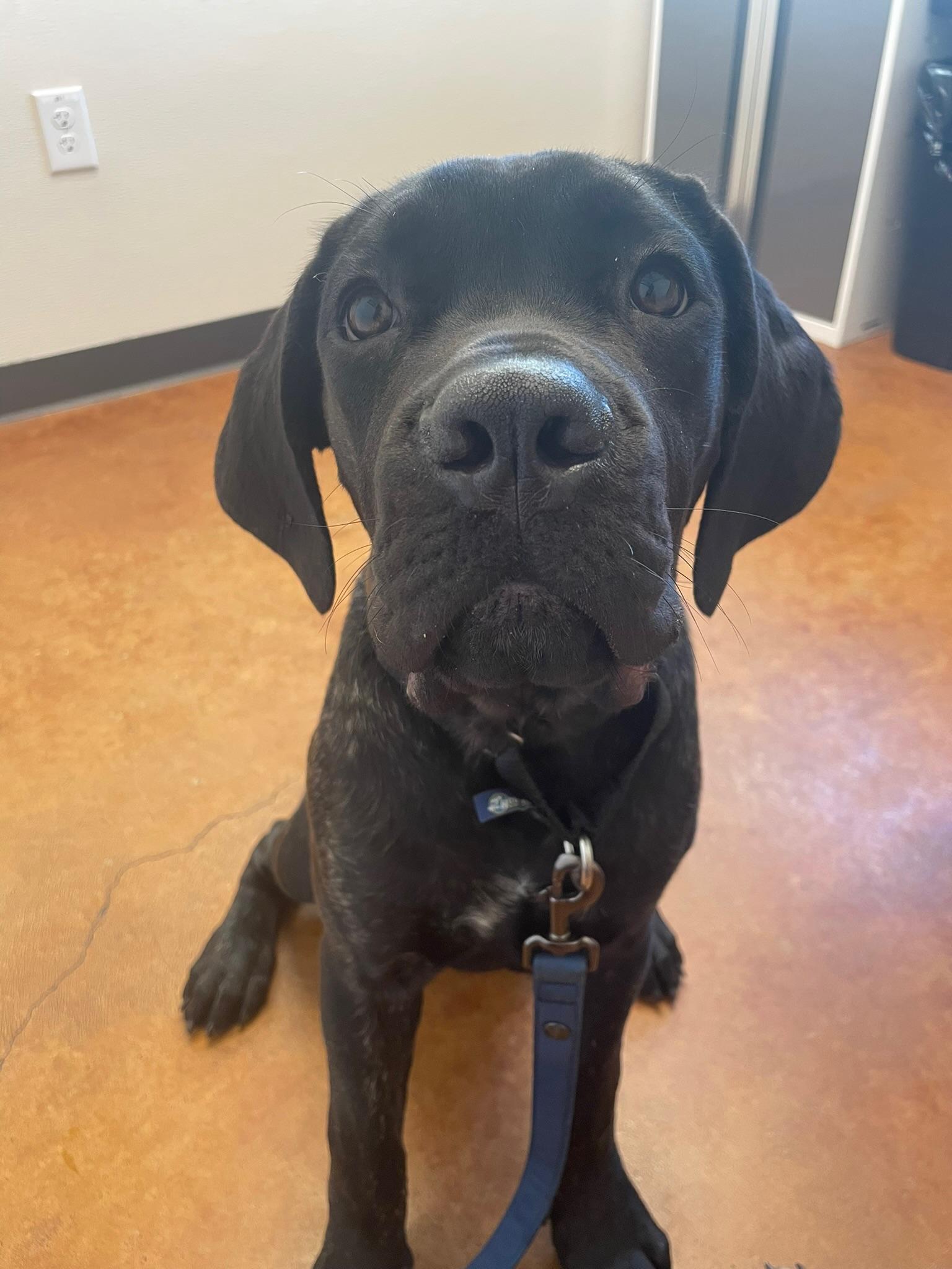 Enlarge King, a Adoptable Mastiff in Austin, TX image 6/6
