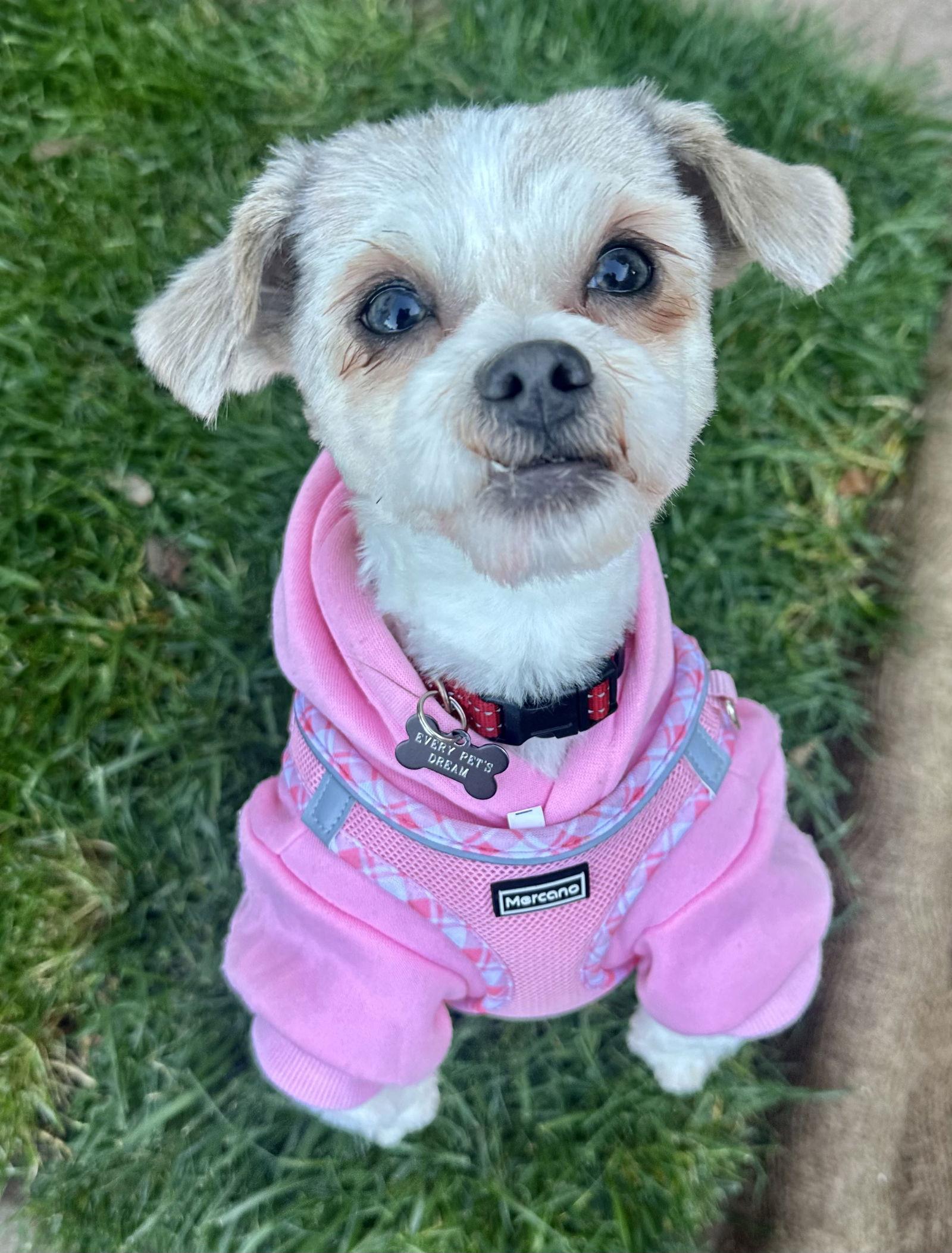 Libby, Adopted, Adult Female Shih Tzu & Border Terrier.