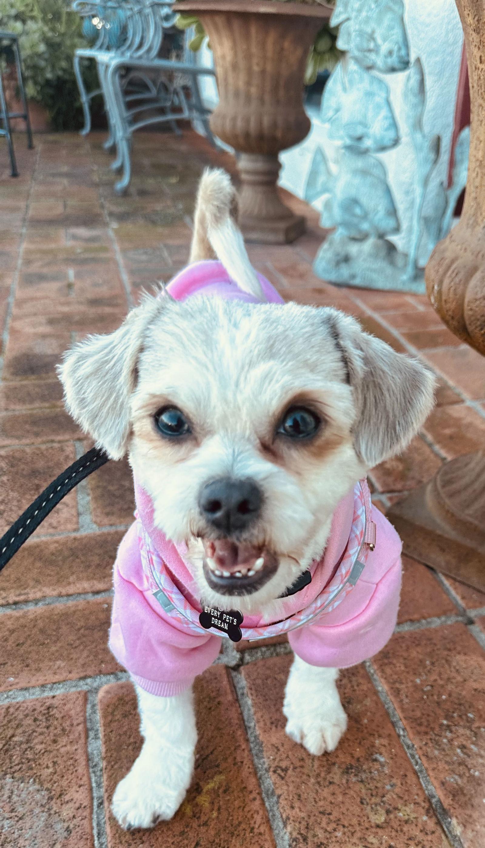 Enlarge Libby, a Adopted mixed breed in Santa Clara, CA image 2/3