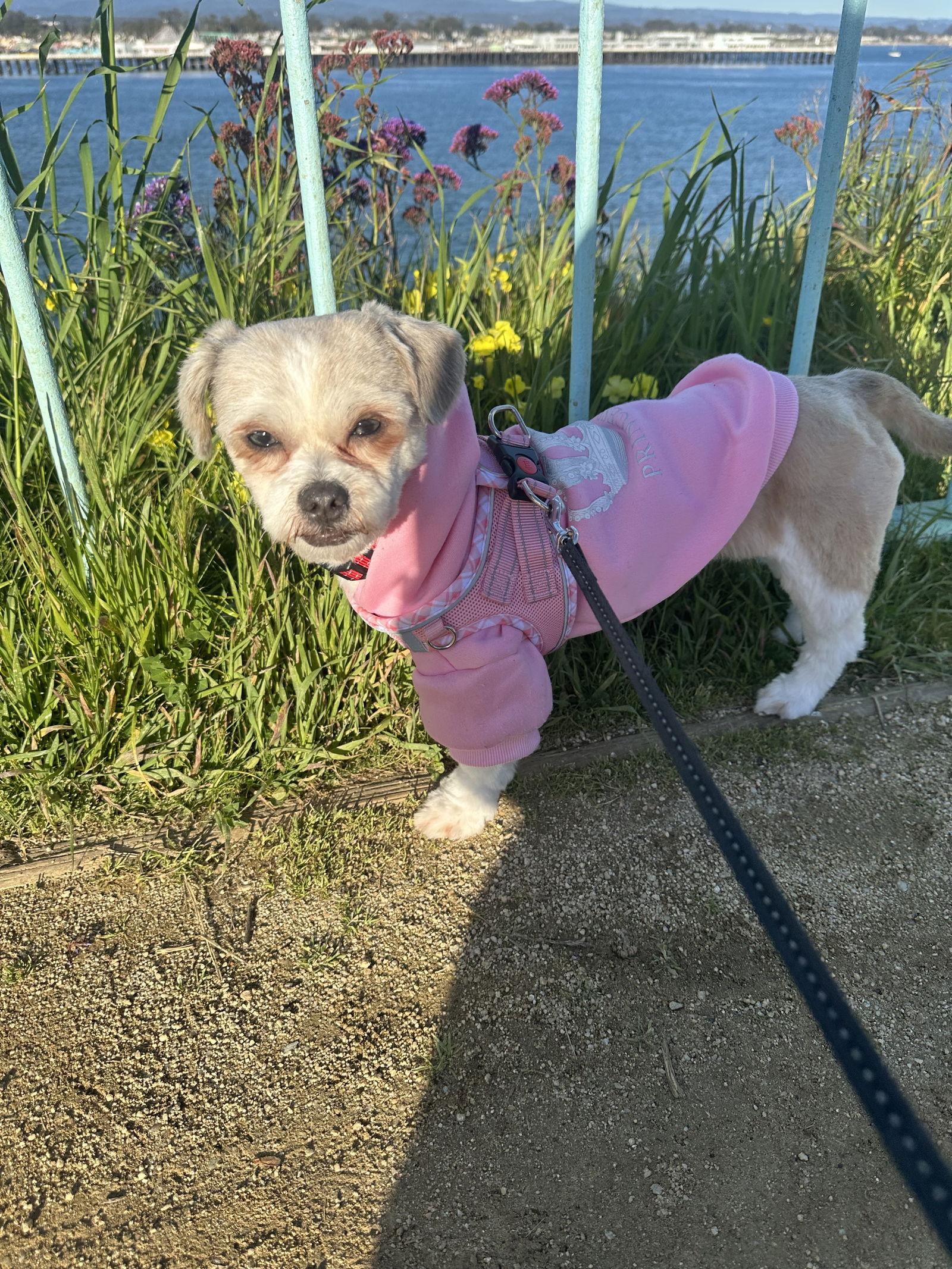 Enlarge Libby, a Adopted mixed breed in Santa Clara, CA image 3/3