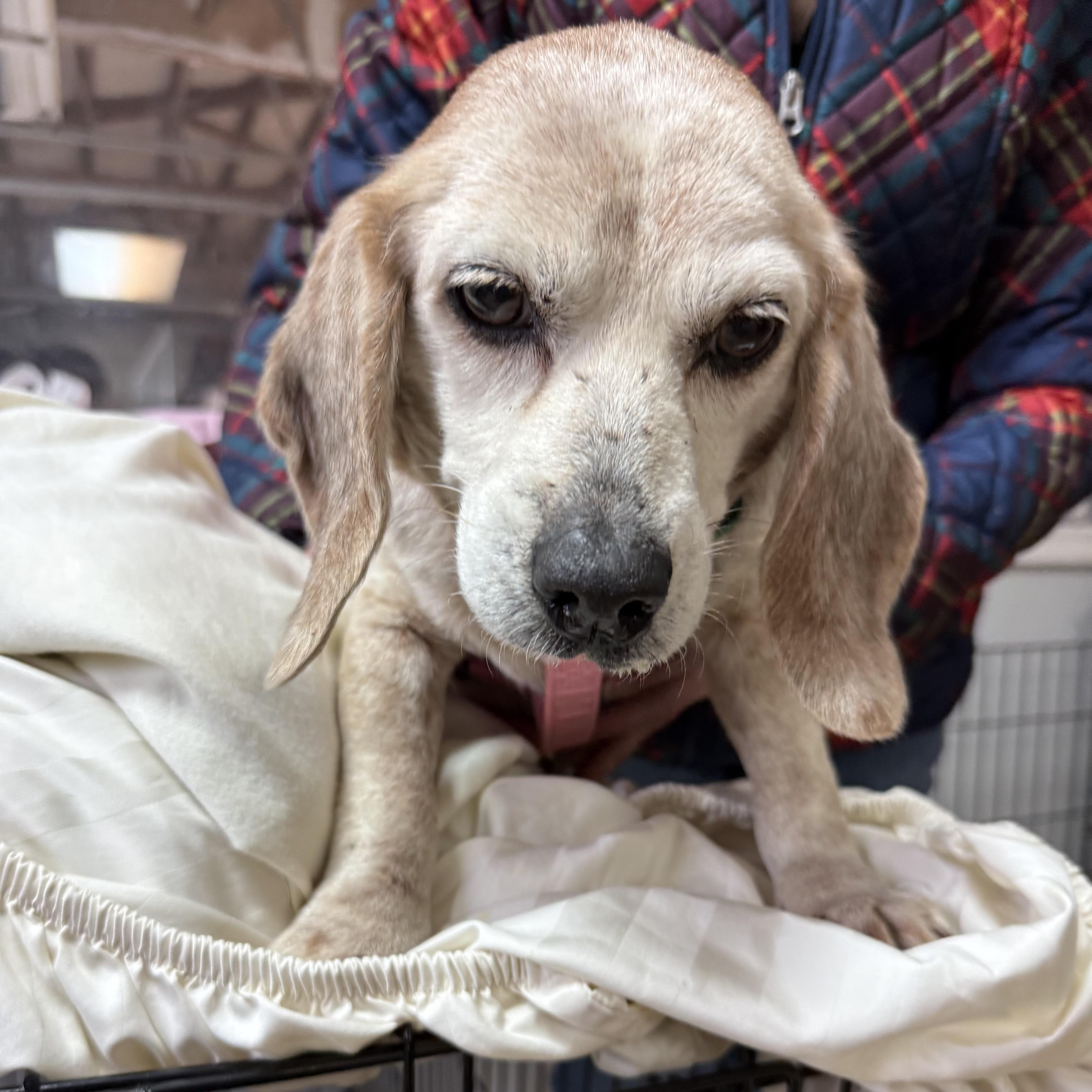 Auggie — thumbnail 3