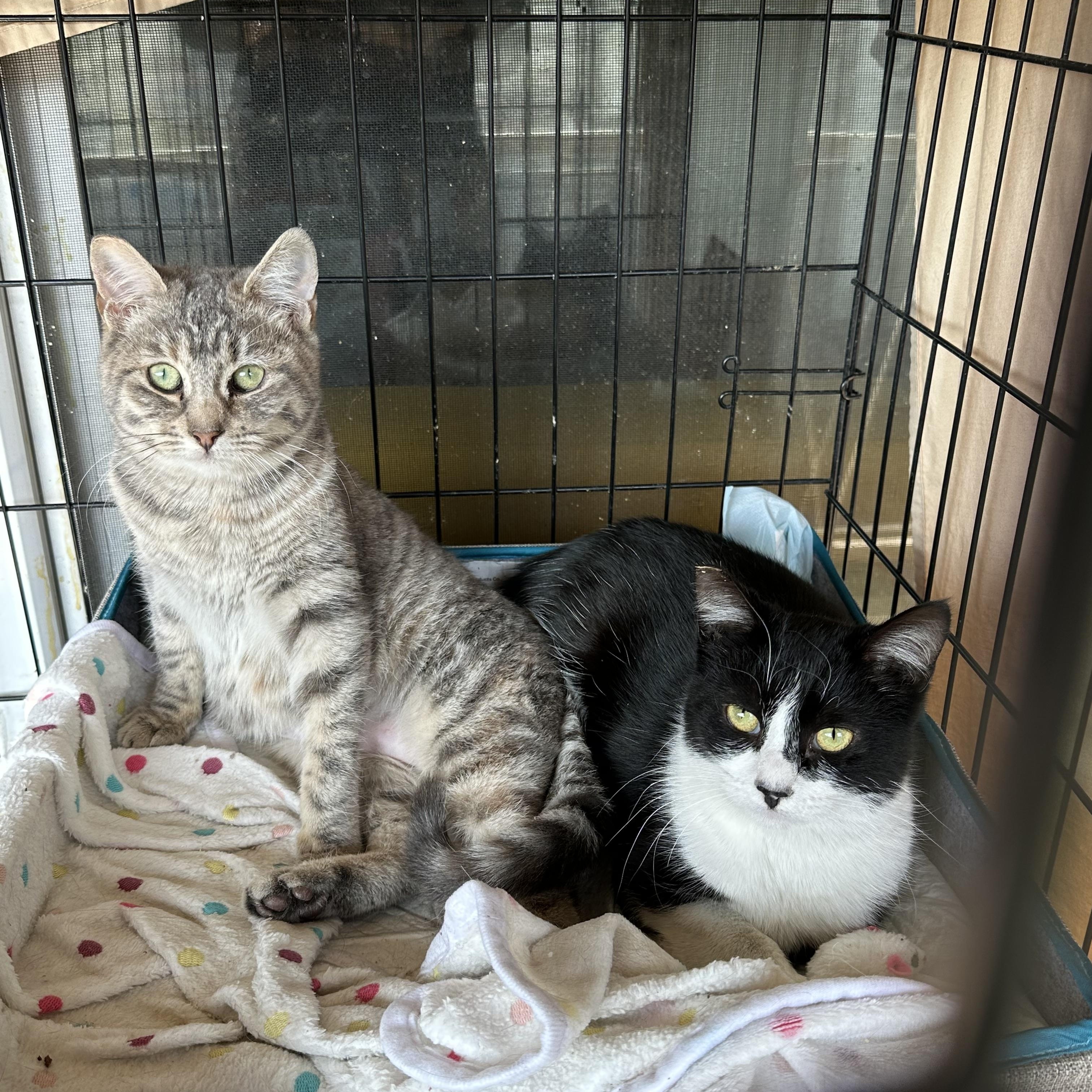 Enlarge Rizzo, a Adoptable Domestic Short Hair in Los Angeles, CA image 6/6