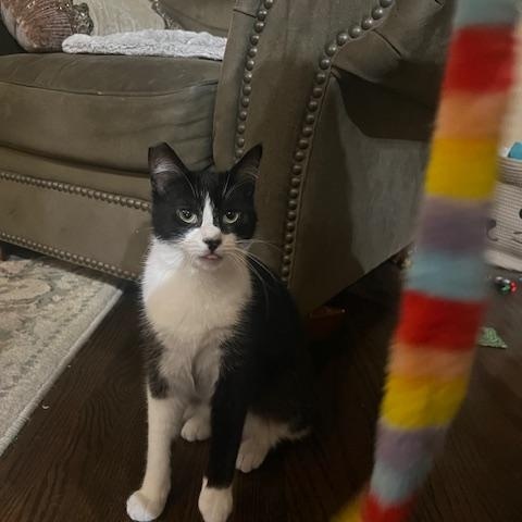 Rizzo, Adoptable, Kitten Female Domestic Short Hair.