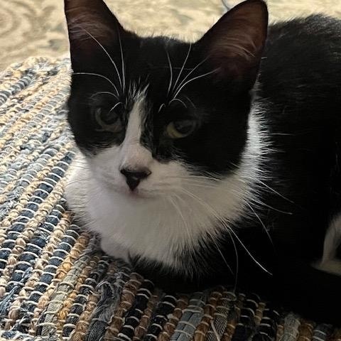 Enlarge Rizzo, a Adoptable Domestic Short Hair in Los Angeles, CA image 4/6