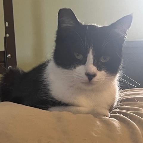 Enlarge Rizzo, a Adoptable Domestic Short Hair in Los Angeles, CA image 2/6