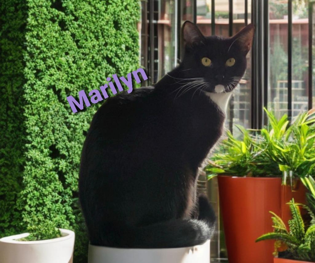 Marilyn, Adoptable, Adult Female Domestic Short Hair.
