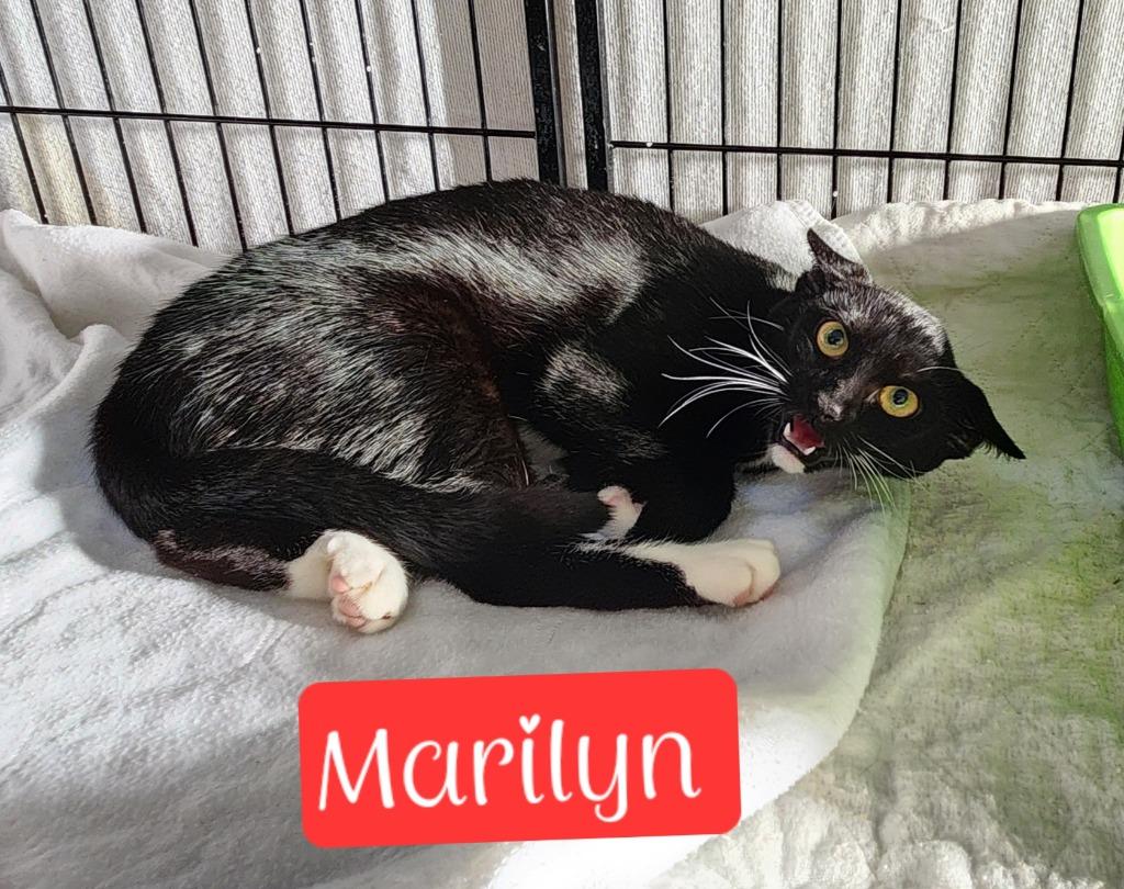 Enlarge Marilyn, a Adoptable mixed breed in Jim Thorpe, PA image 2/3