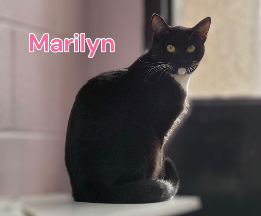 Enlarge Marilyn, a Adoptable mixed breed in Jim Thorpe, PA image 3/4