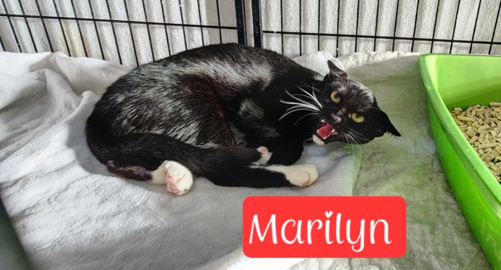 Enlarge Marilyn, a Adoptable mixed breed in Jim Thorpe, PA image 4/4