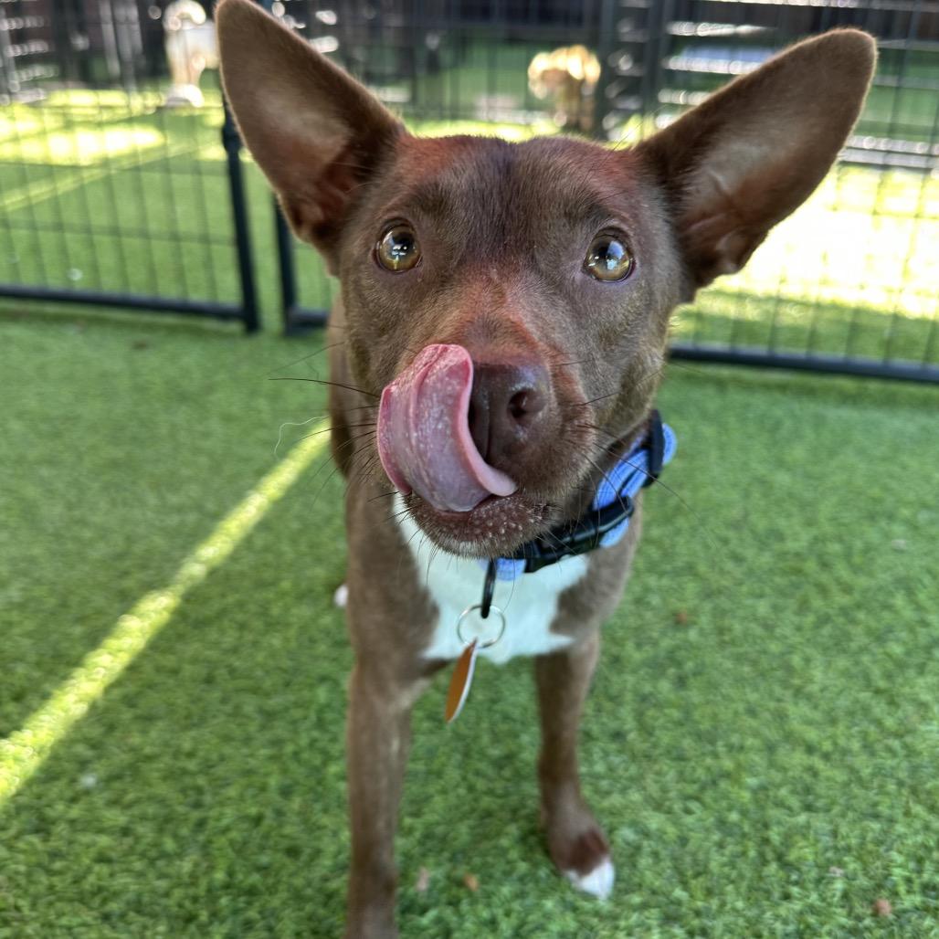 Mystery, Adoptable, Adult Female Rat Terrier.