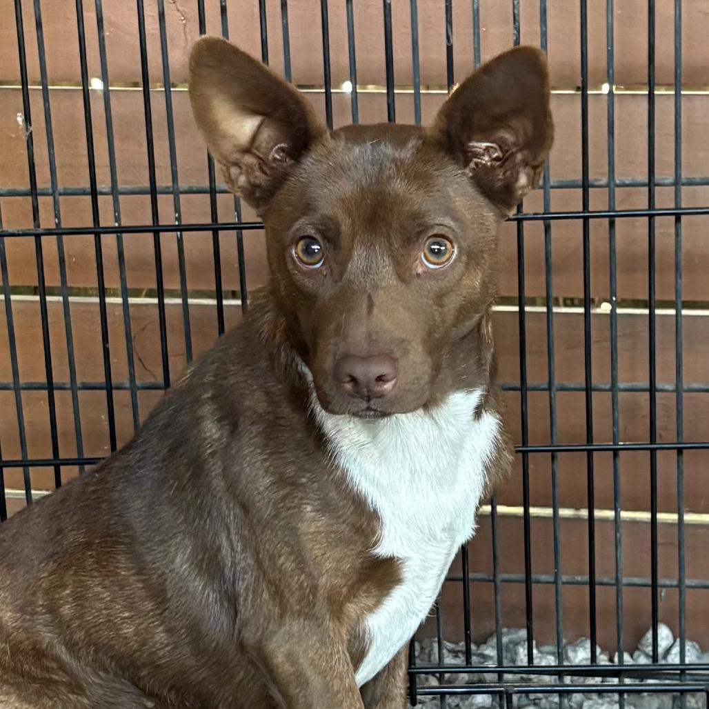 Enlarge Mystery, a Adoptable Rat Terrier in Tampa, FL image 2/6