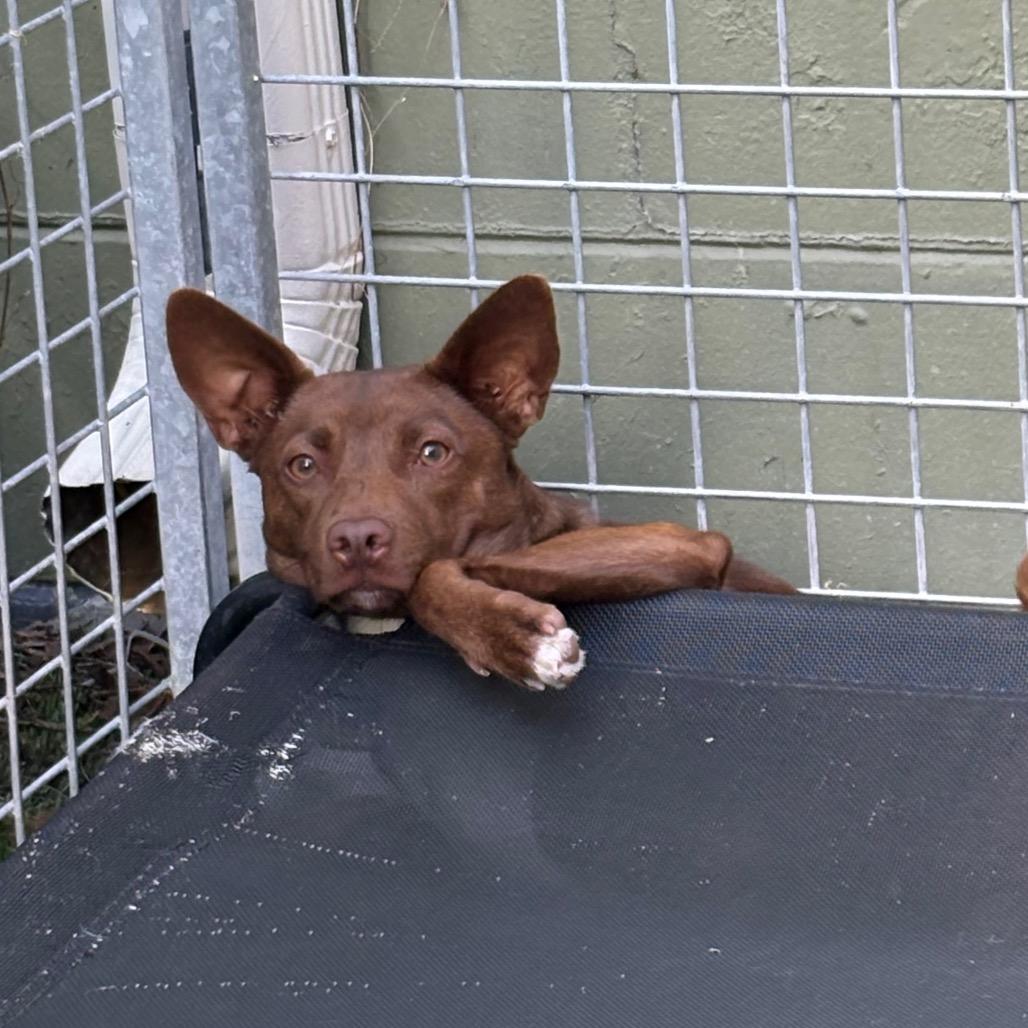 Enlarge Mystery, a Adoptable Rat Terrier in Tampa, FL image 3/6