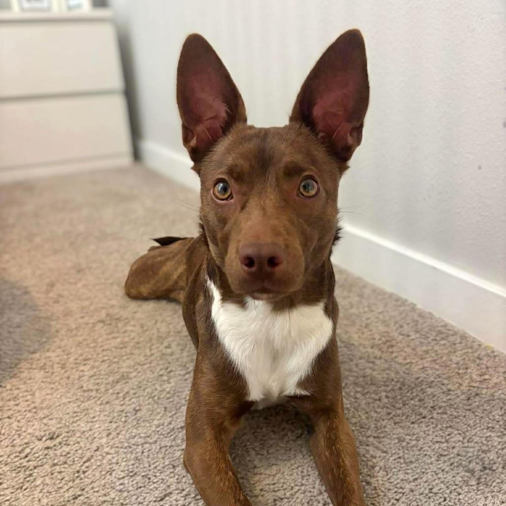 Enlarge Mystery, a Adoptable Rat Terrier in Tampa, FL image 5/6