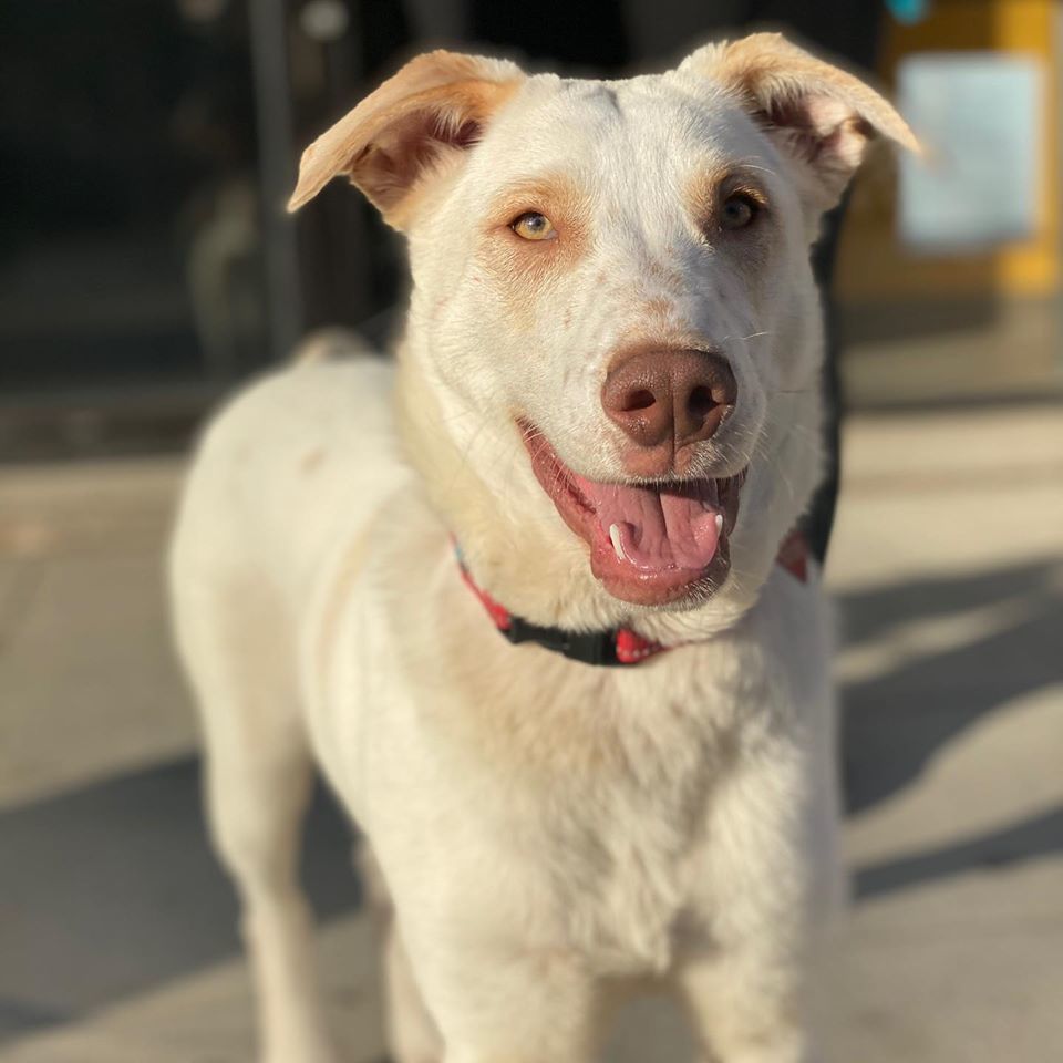 Baron, Adoptable, Adult Male Labrador Retriever.