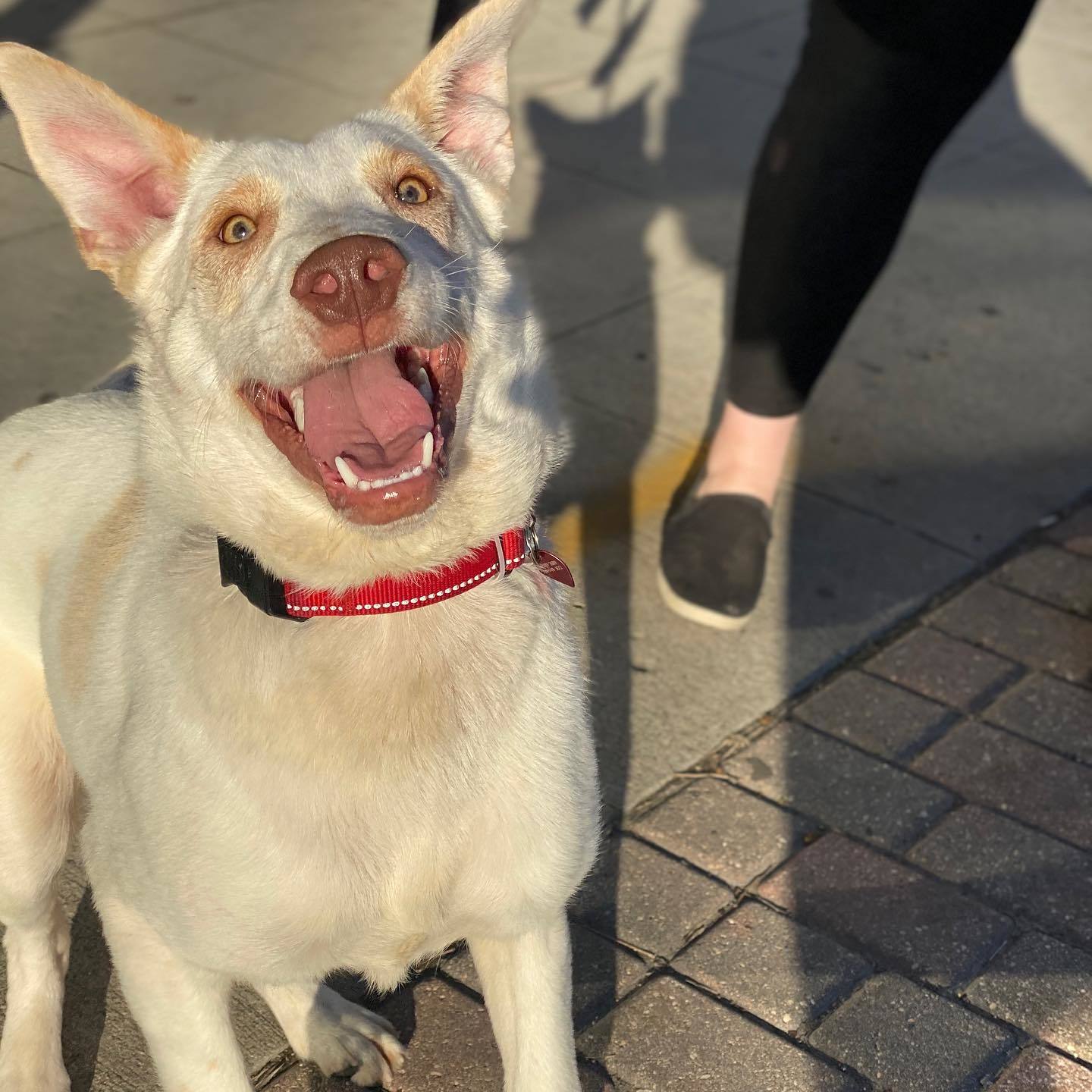Baron, a Adoptable Labrador Retriever in Grand Forks, ND image 2/6