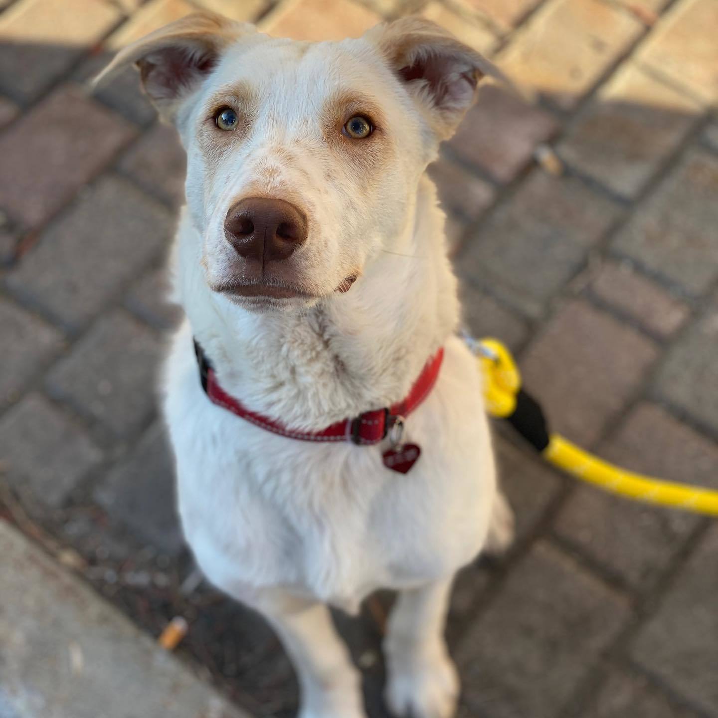Baron, Adoptable, Adult Male Labrador Retriever.