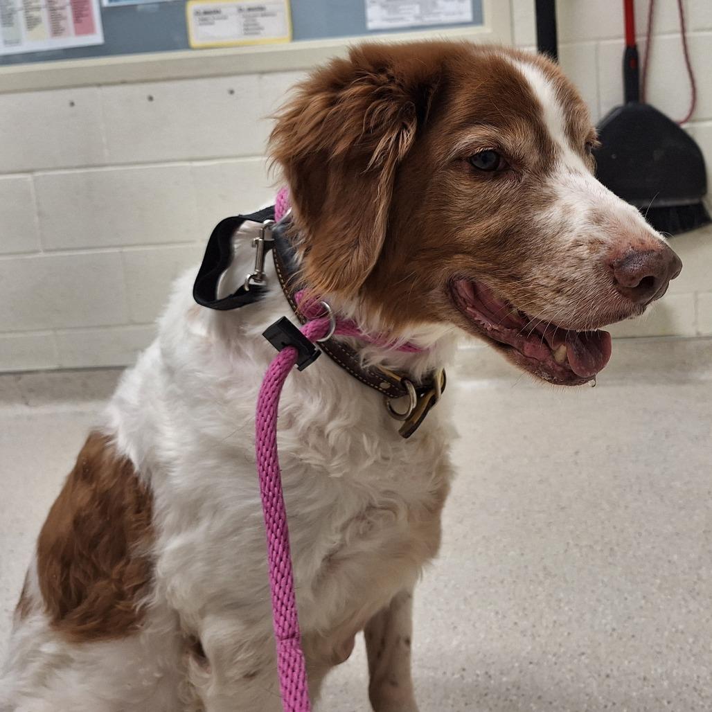 Enlarge Boomer, a Adoptable Brittany Spaniel in Murray, UT image 1/1