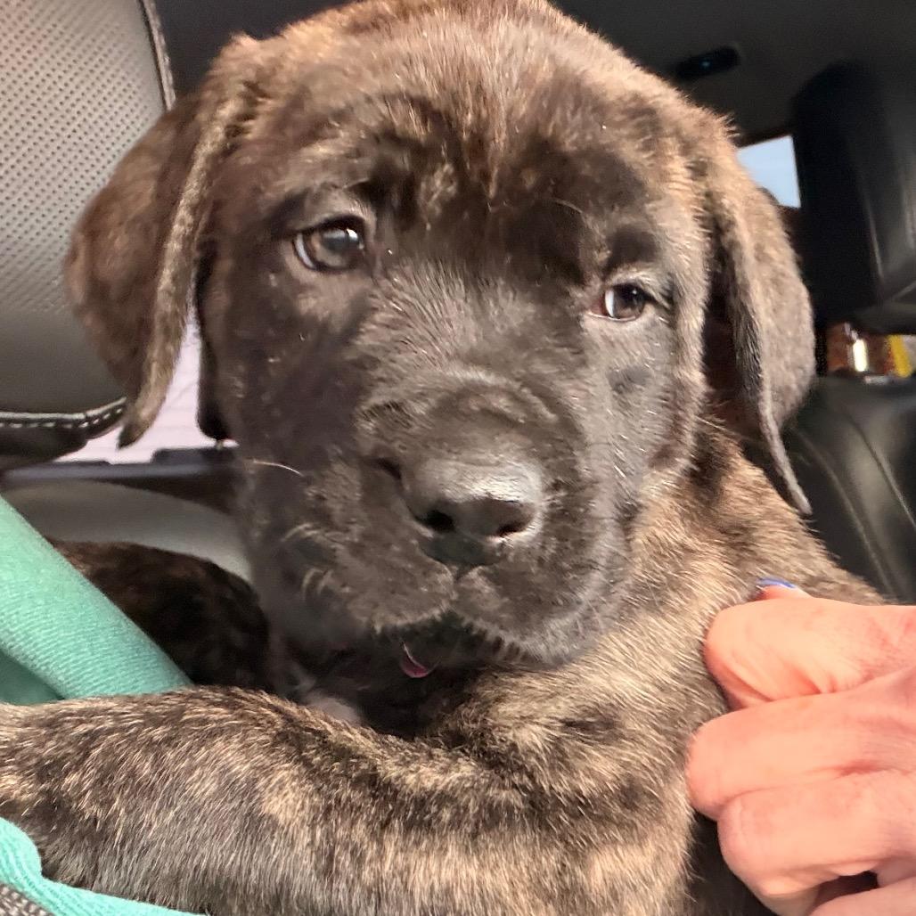 Rizzo, Adoptable, Puppy Female Mastiff.